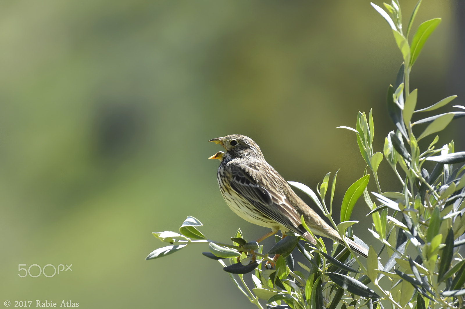 Nikon AF-S Nikkor 200-500mm F5.6E ED VR sample photo. Bruant proyer photography