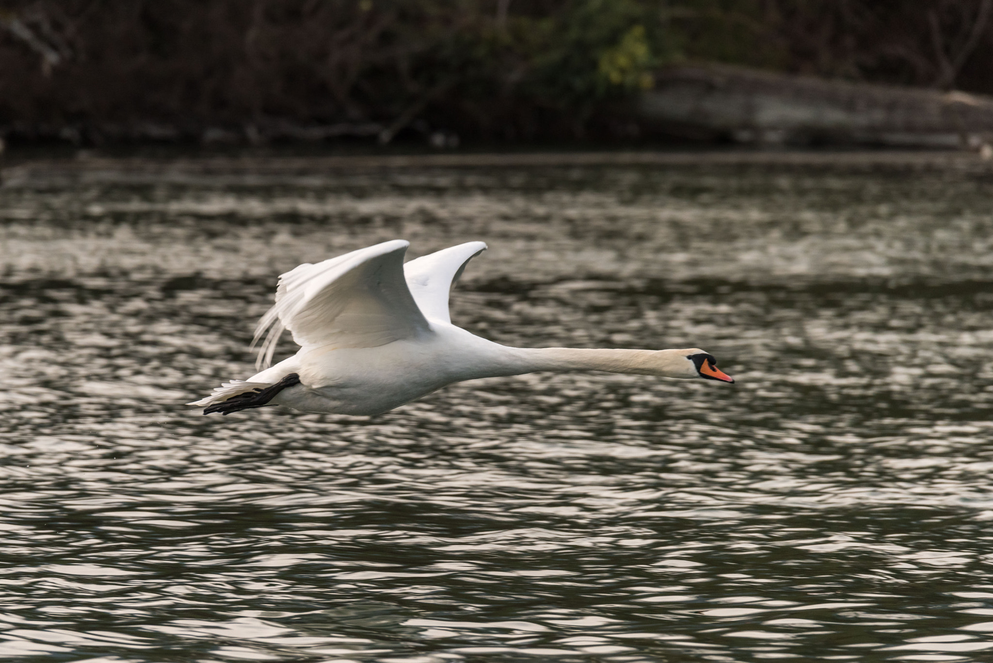 Nikon D810 sample photo. Splashdown photography