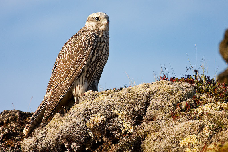 Canon EF 100-400mm F4.5-5.6L IS USM sample photo. Gyrafalcon photography