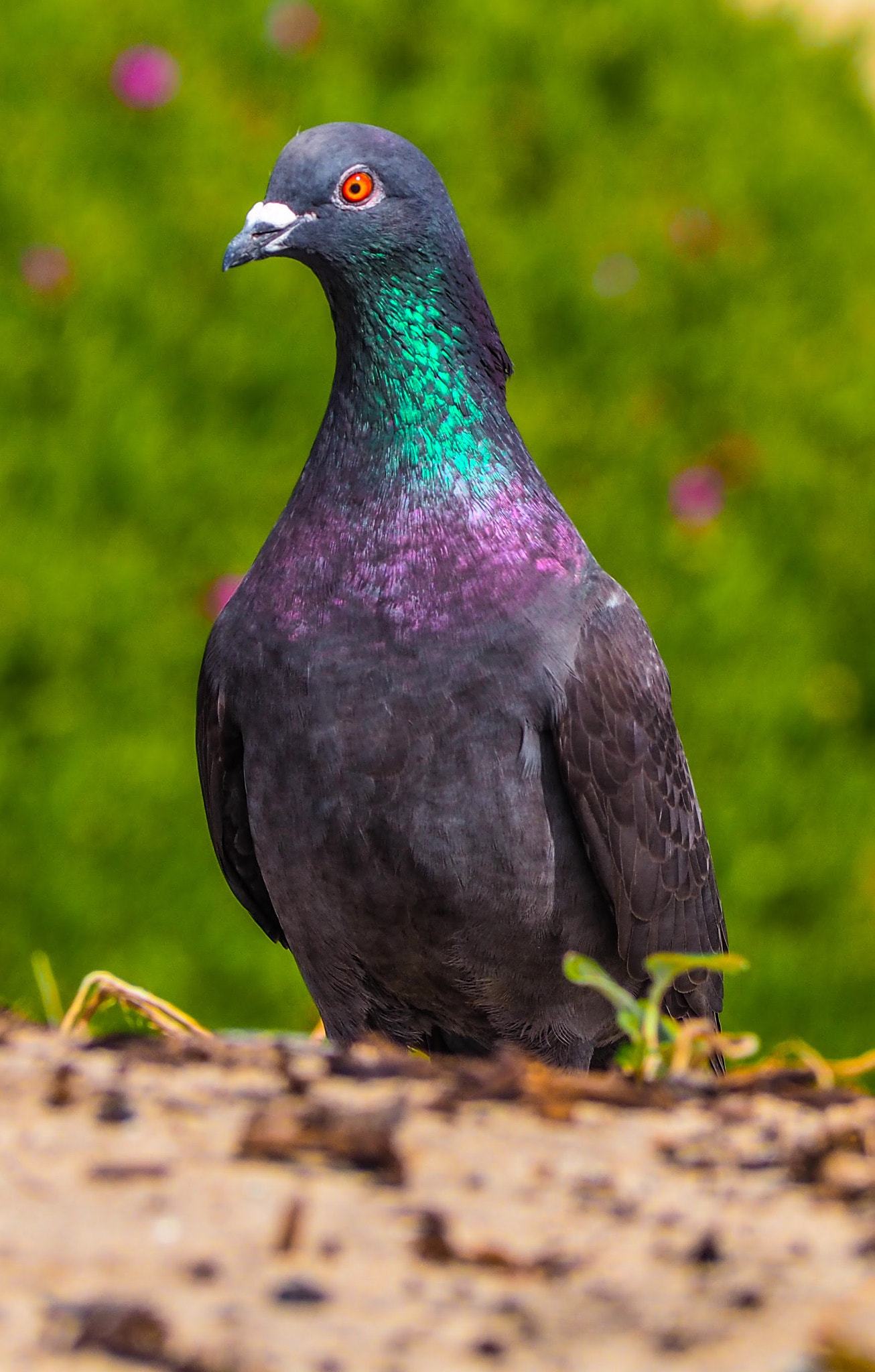 Olympus OM-D E-M10 II sample photo. Stop the pigeon! photography