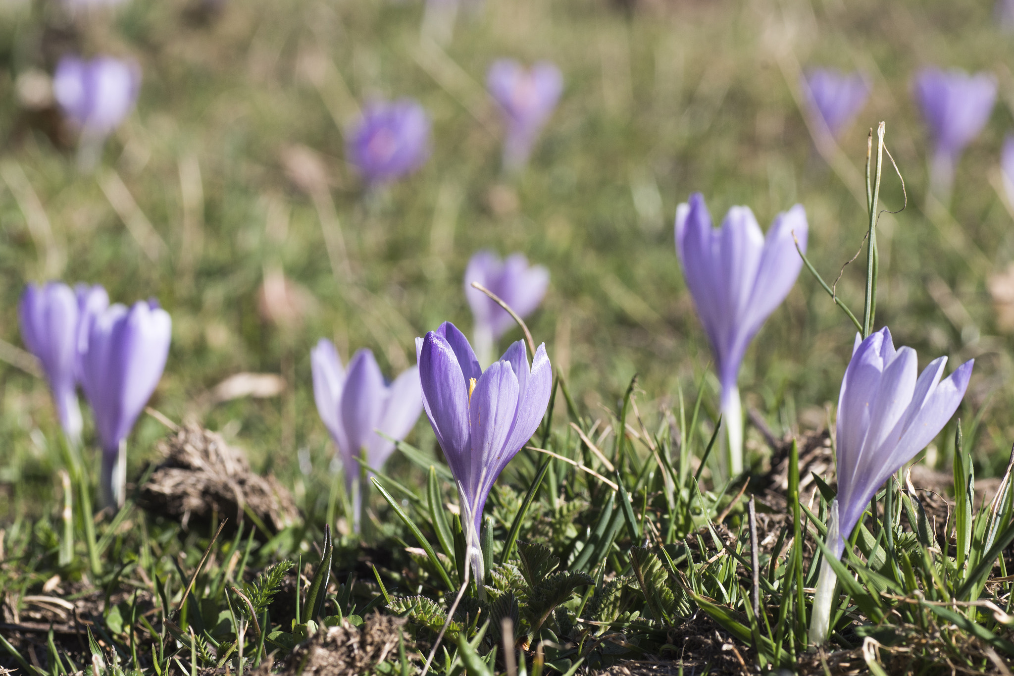 Pentax K-S2 + Tamron SP AF 90mm F2.8 Di Macro sample photo. Purple crocus flowers covering the valley photography