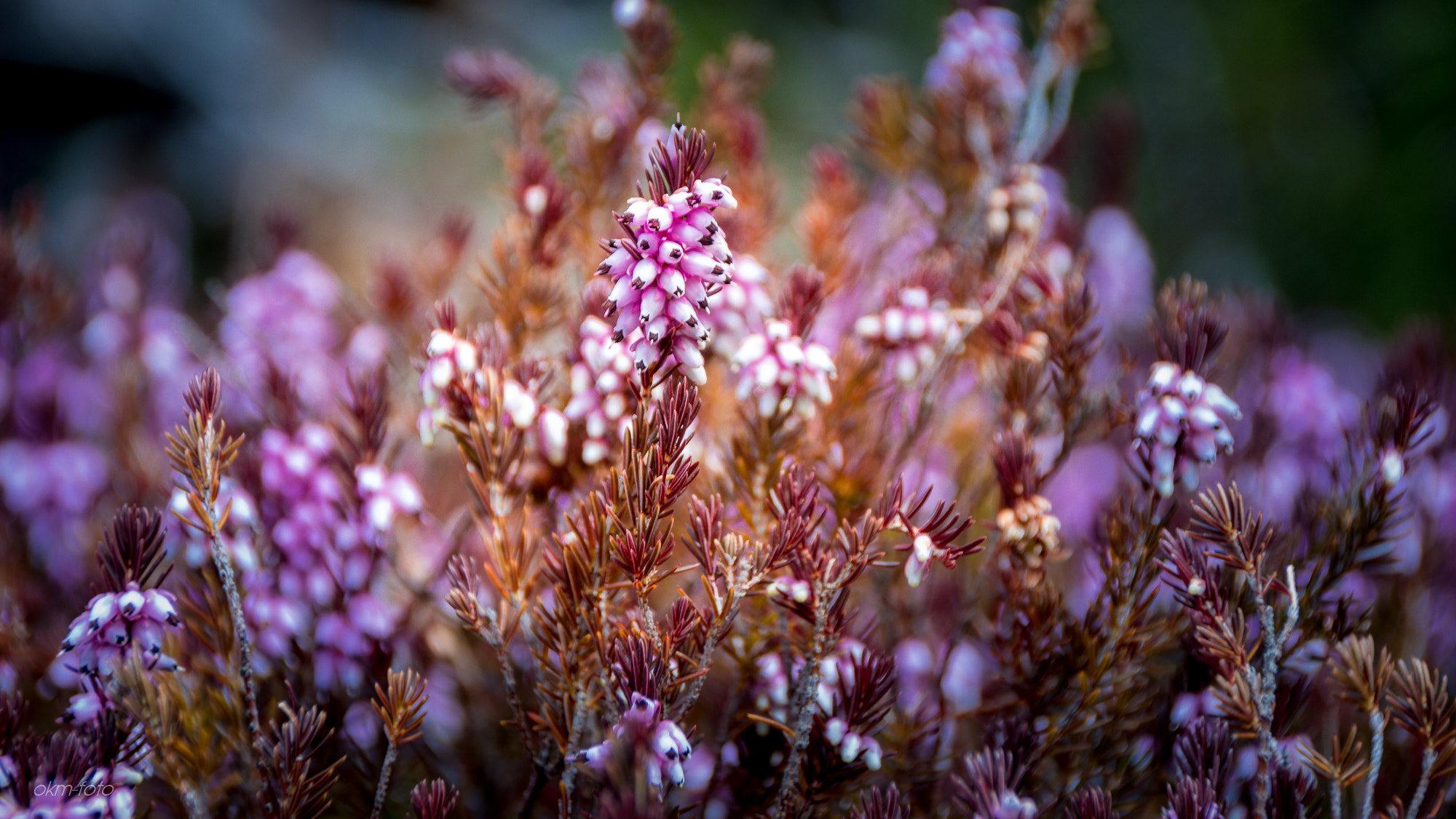 Canon EOS 700D (EOS Rebel T5i / EOS Kiss X7i) sample photo. Alpenblumen photography