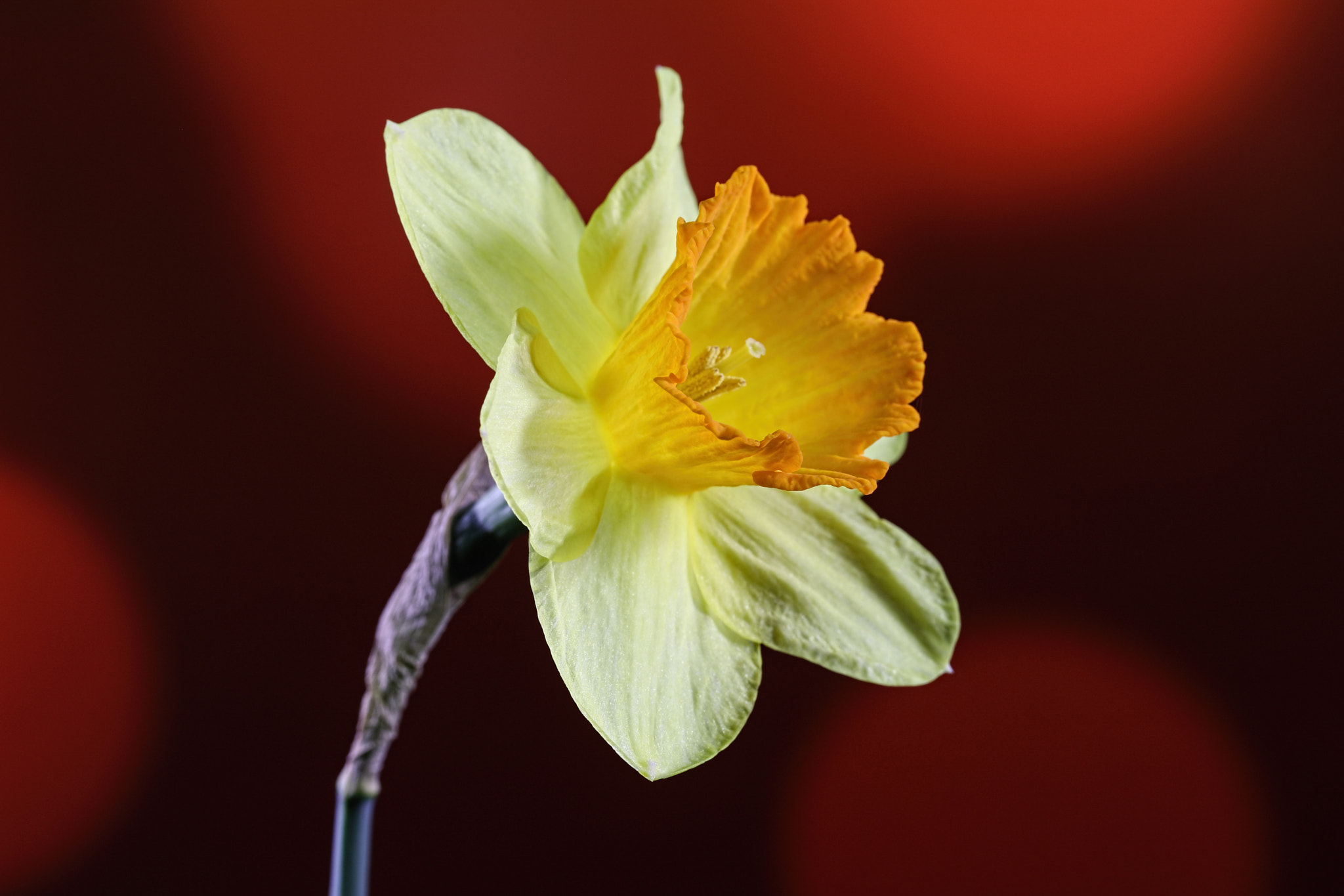 Canon EF 100mm F2.8 Macro USM sample photo. Spring gold photography