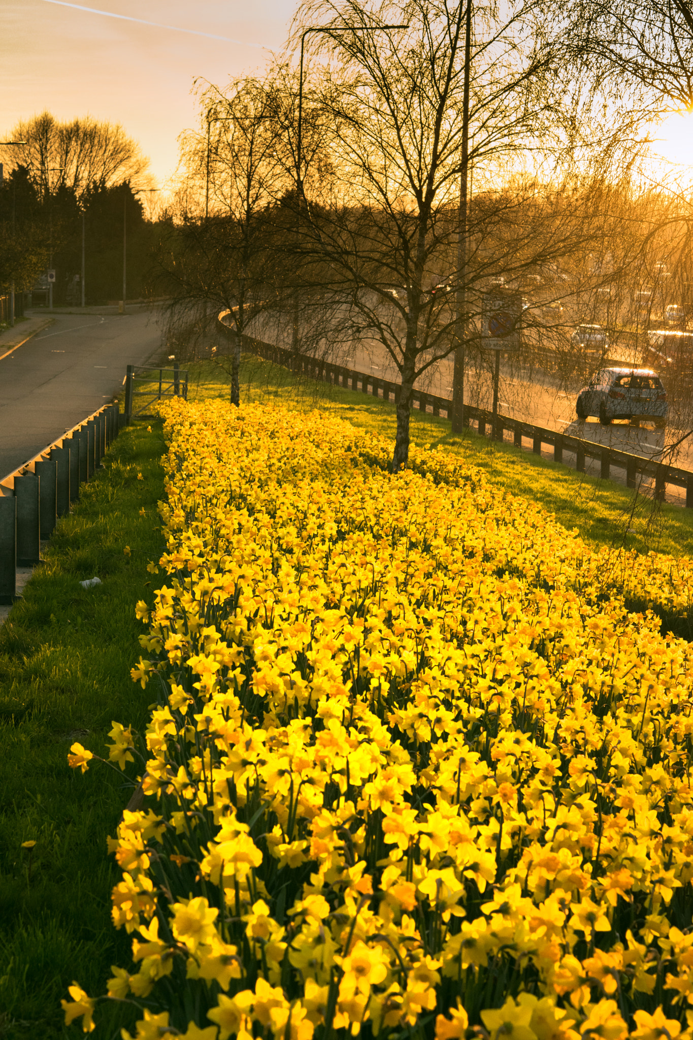 Nikon AF-S Micro-Nikkor 60mm F2.8G ED sample photo. Daffodils photography