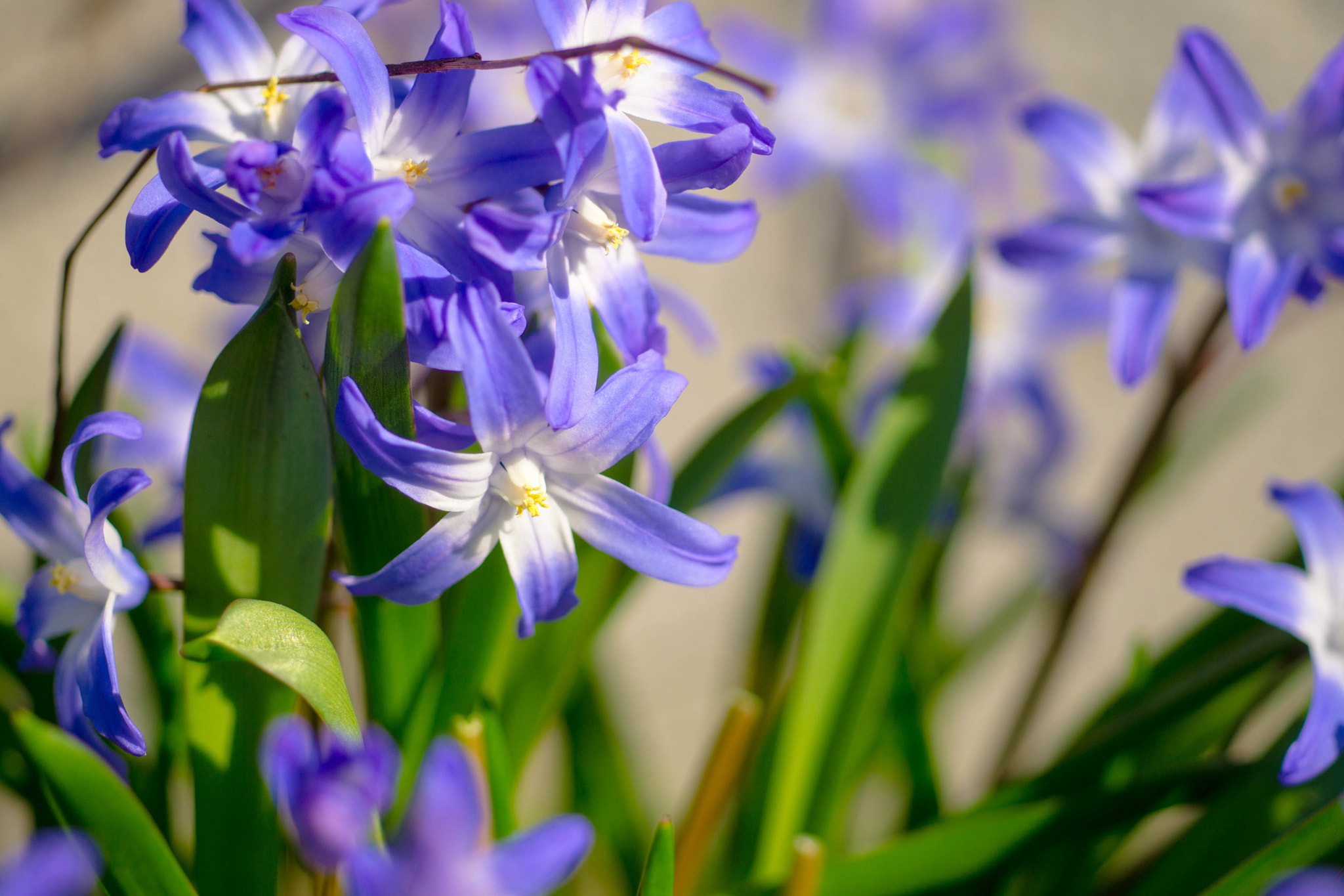 Sony a6000 + MACRO 50mm F2.8 sample photo. Kann man die nicht höher pflanzen? photography