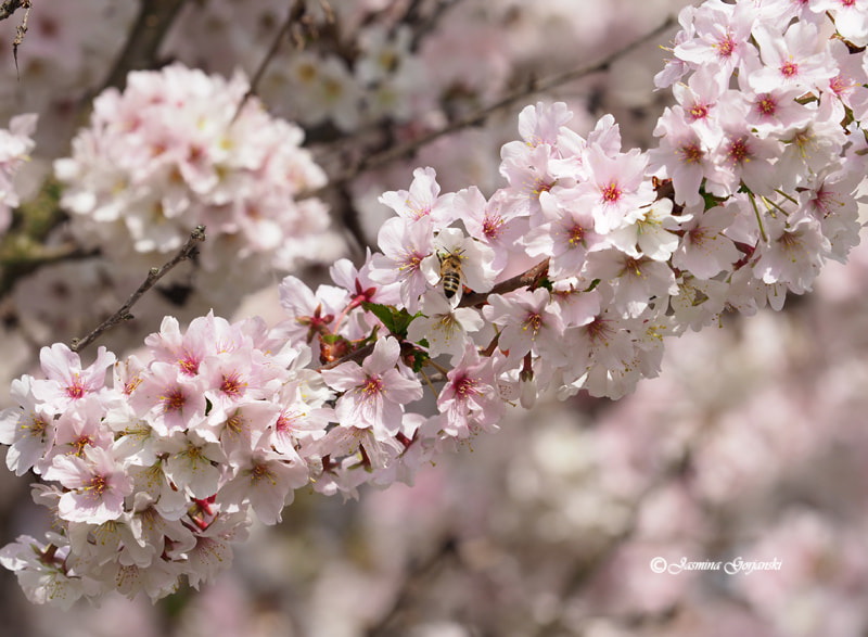 Olympus OM-D E-M1 Mark II sample photo. Full blossom photography