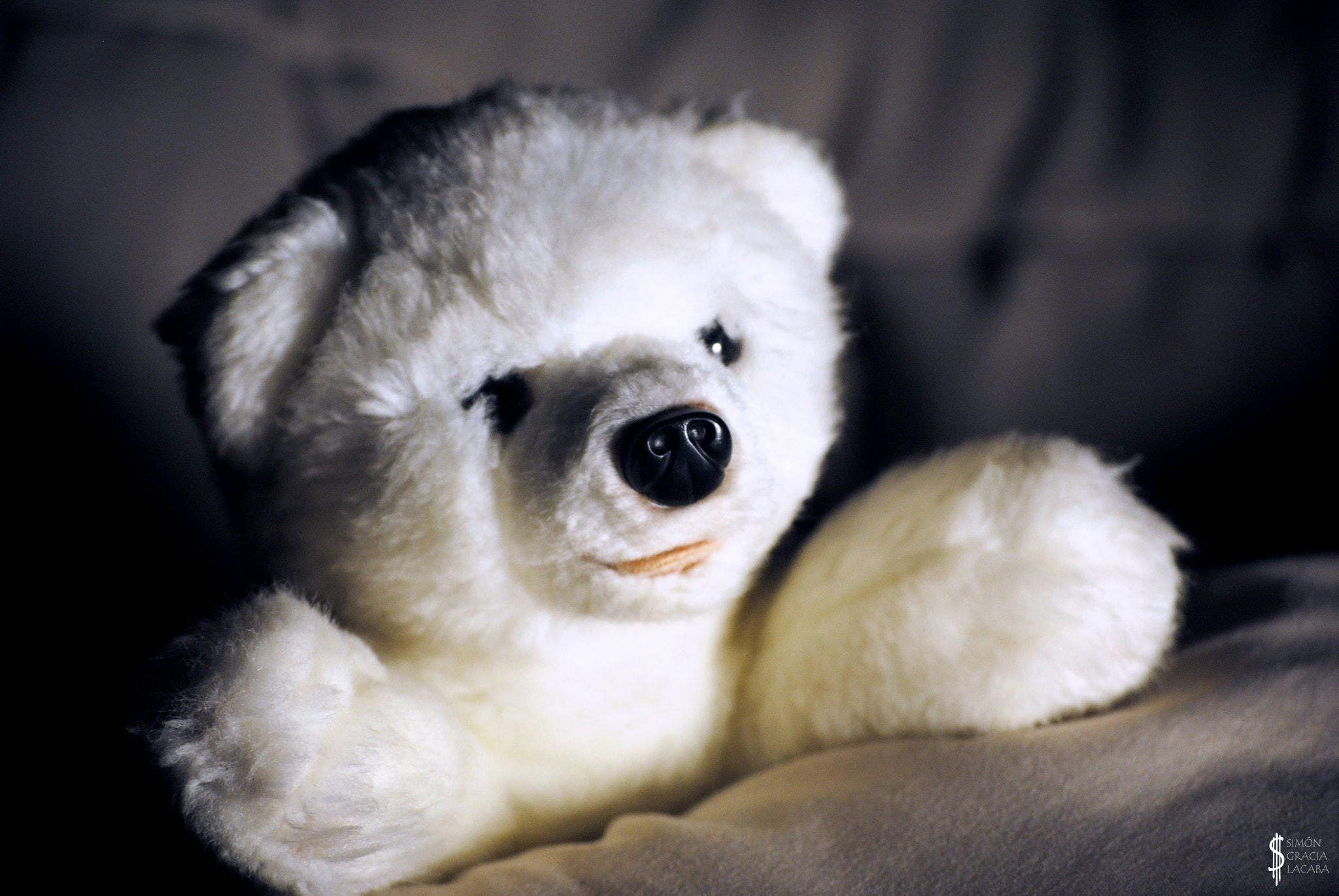 Nikon D3000 sample photo. Soft teddy photography