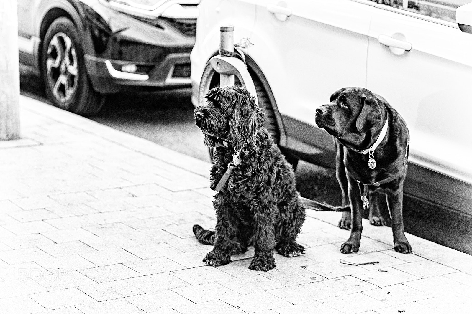 Canon EF 300mm F2.8L IS II USM sample photo. Blacketnoir photography