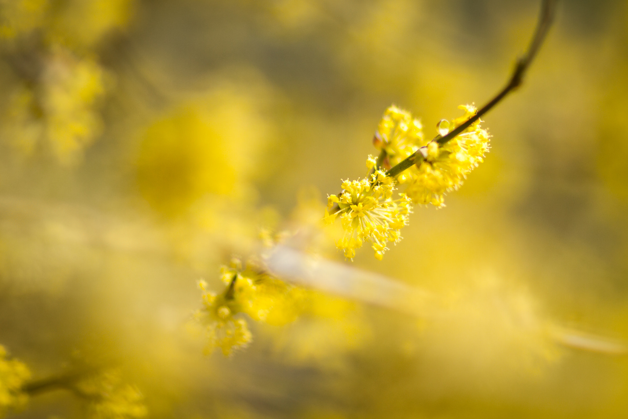 Canon EOS 7D + Canon EF 85mm F1.8 USM sample photo. Spring is in the air photography