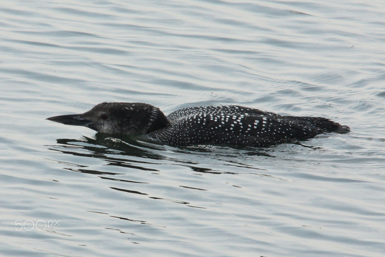 Sigma 150-500mm F5-6.3 DG OS HSM sample photo. Great northern down south photography