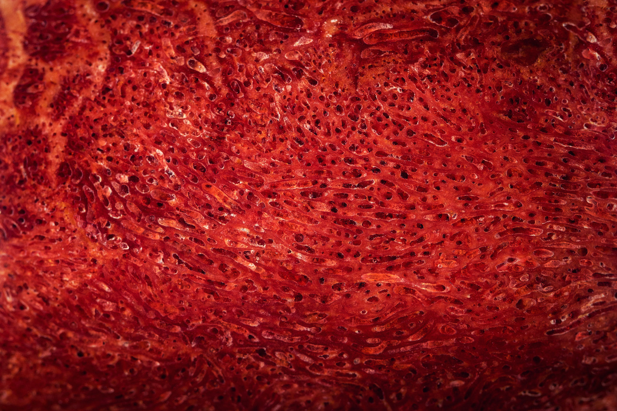 Nikon D5500 sample photo. Detail polished red coral photography