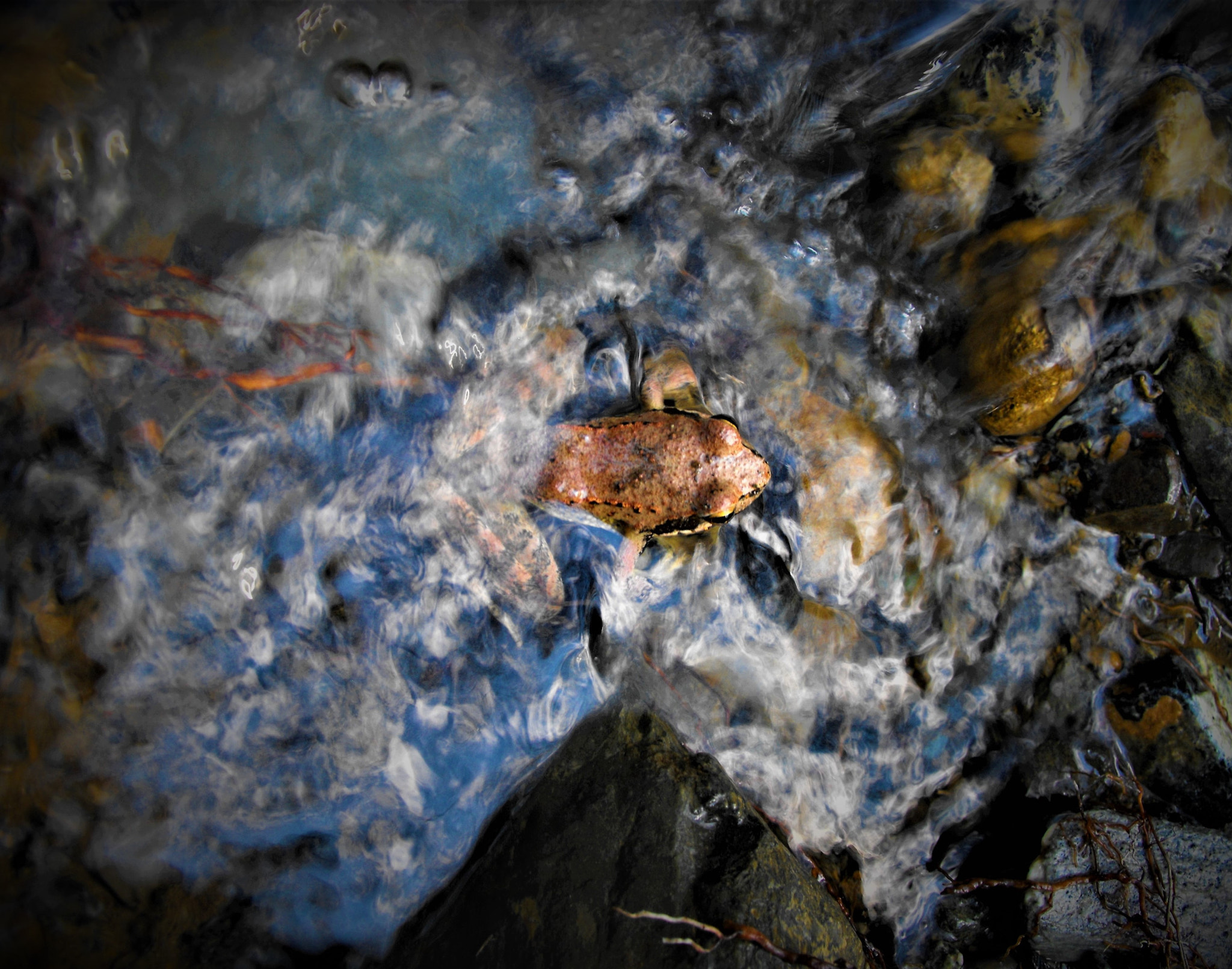 Fujifilm FinePix S1000fd sample photo. A little frog in the river photography
