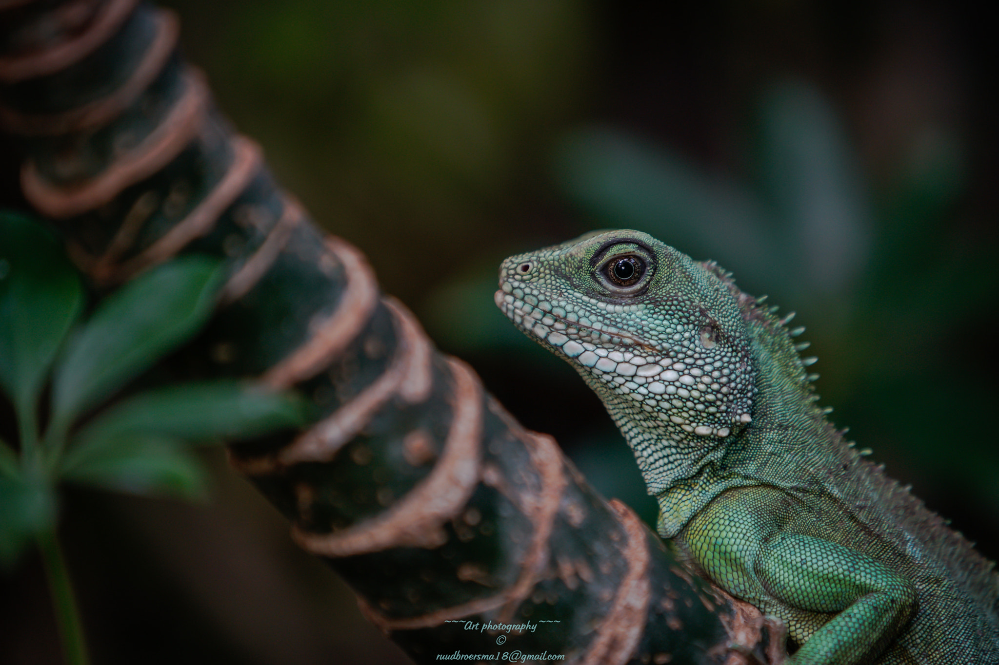 Sigma 70-200mm F2.8 EX DG HSM APO Macro sample photo. Groene leguaan (iguana iguana) photography