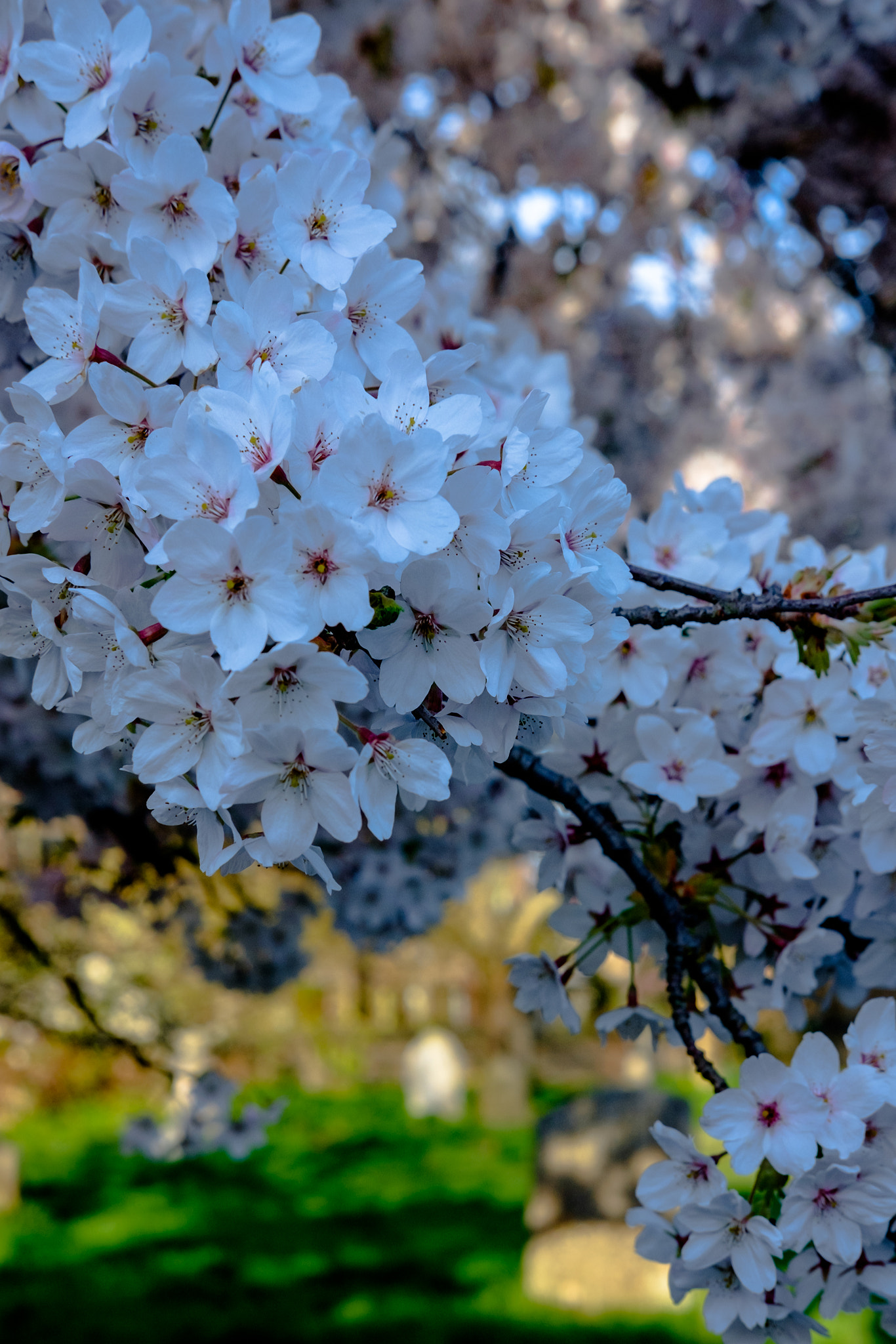Fujifilm X-T1 + Fujifilm XF 35mm F2 R WR sample photo. Blossom photography