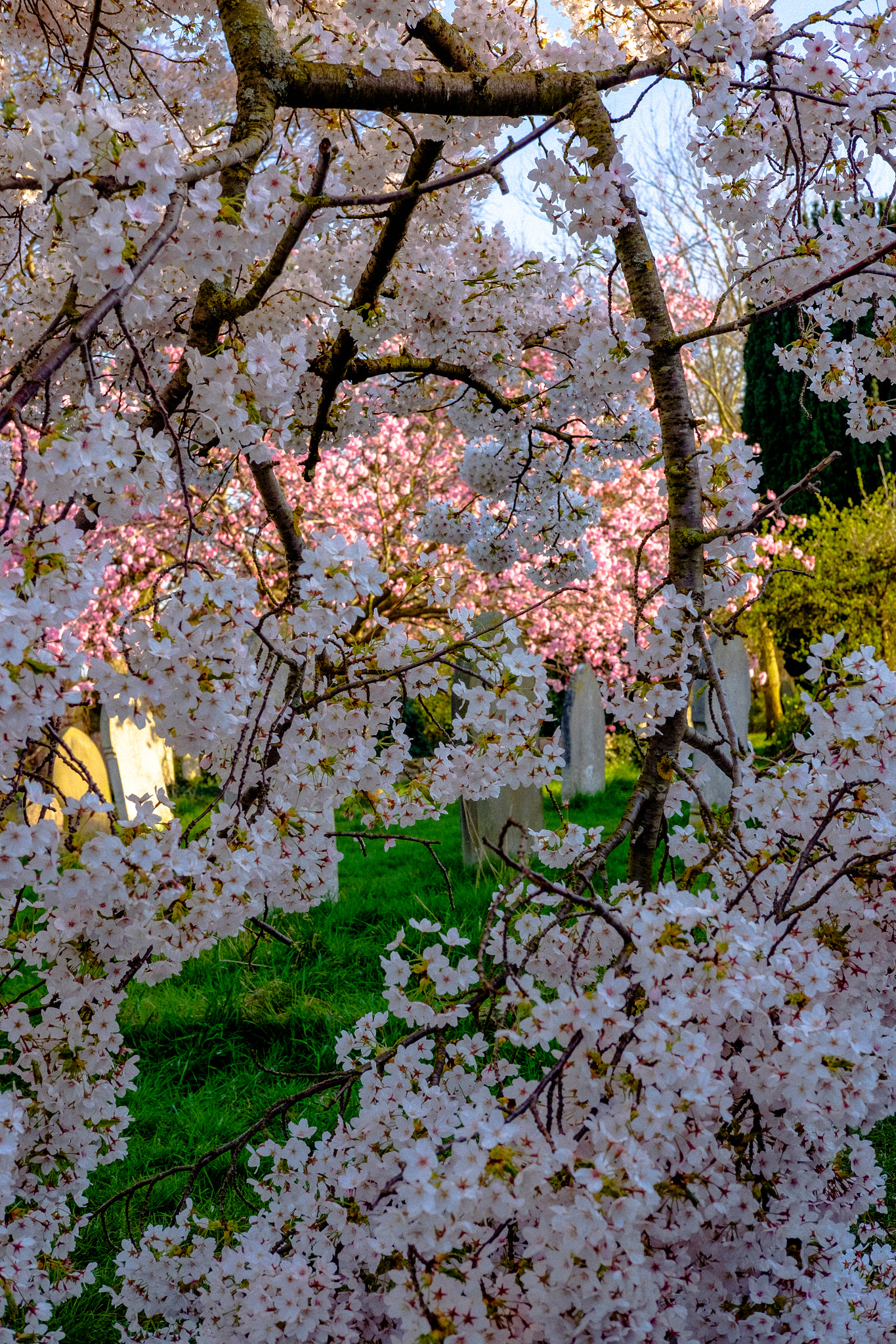 Fujifilm X-T1 + Fujifilm XF 35mm F2 R WR sample photo. Blossom photography