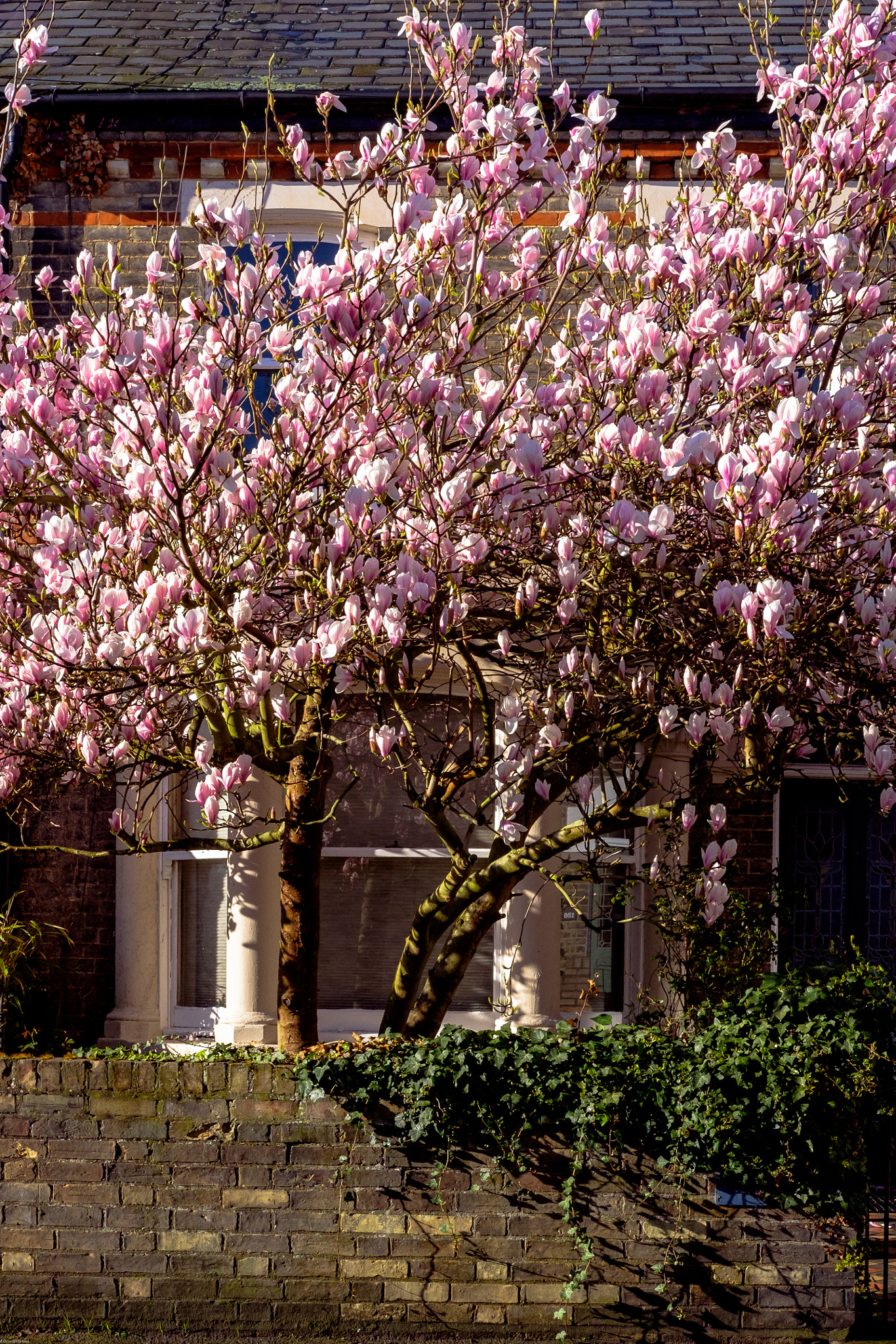 Fujifilm X-T1 sample photo. Blossom photography