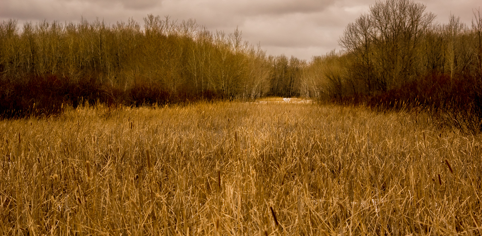 smc PENTAX-DA L 55-300mm F4-5.8 ED sample photo. Field of bullrushes photography