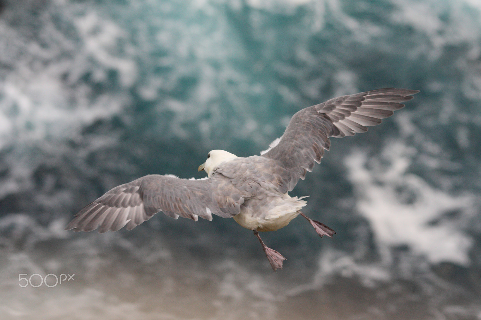 Sigma 150-500mm F5-6.3 DG OS HSM sample photo. Fulmar photography