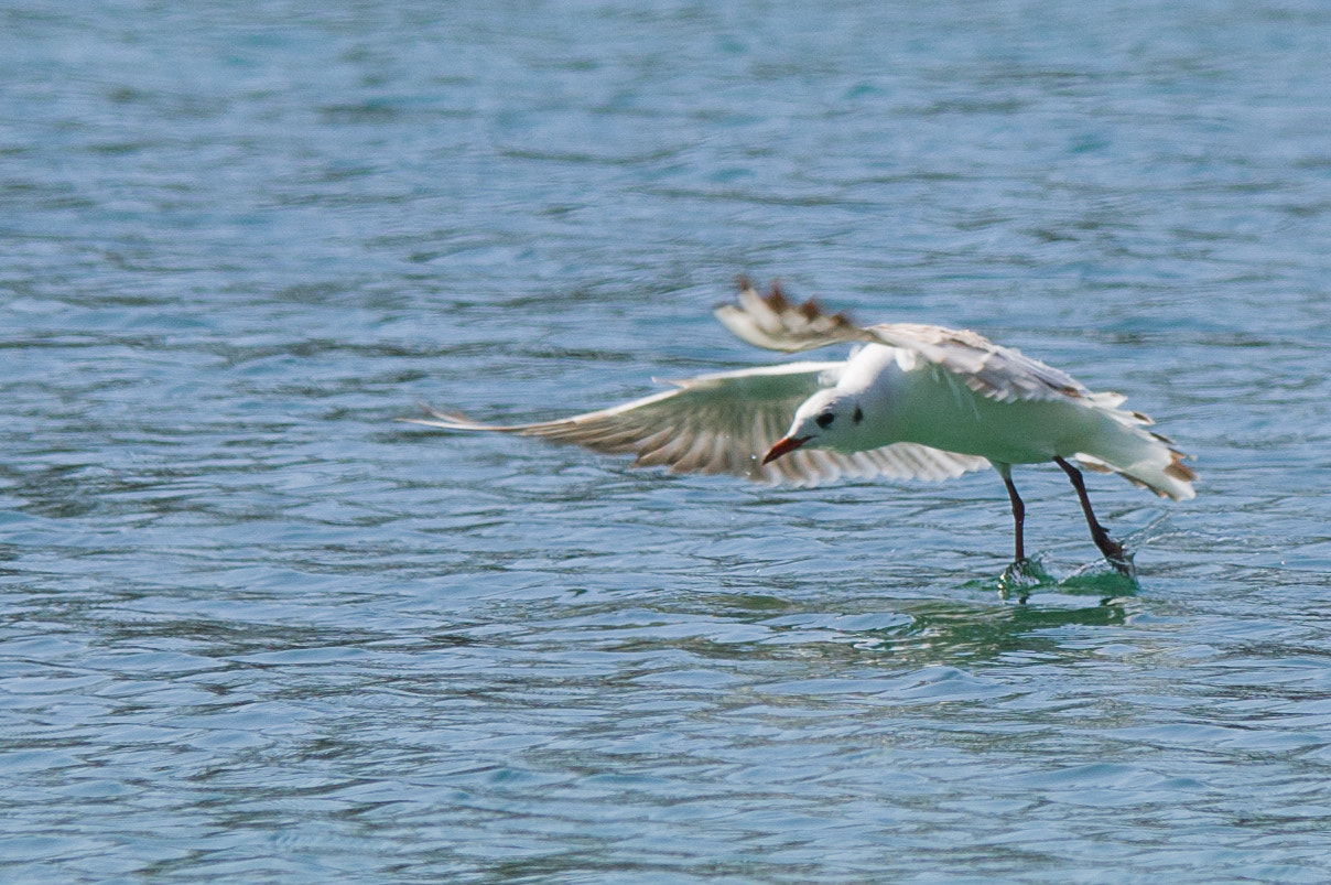 Pentax K-3 II sample photo. Take off part 1 photography