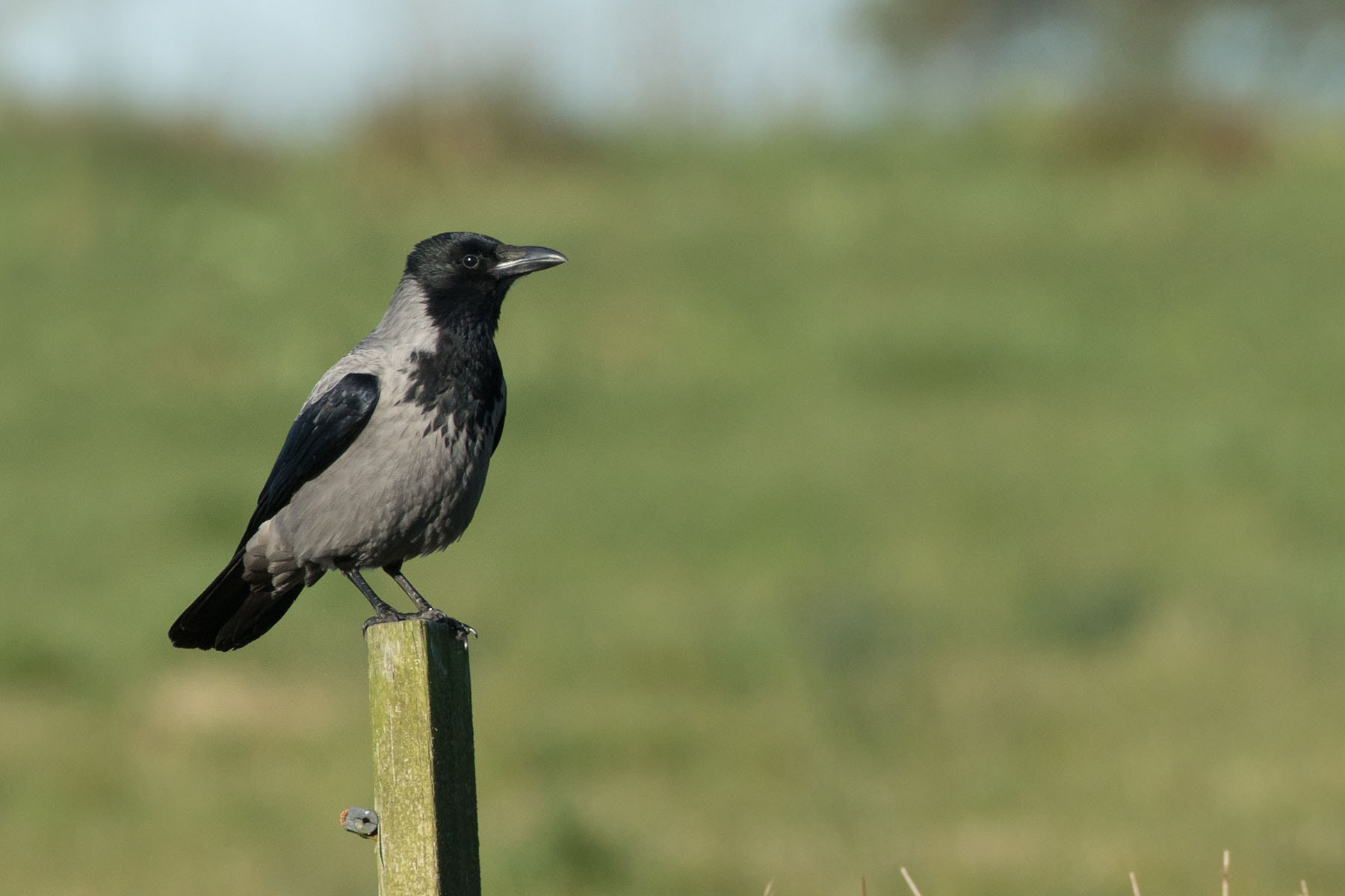Canon EOS 7D Mark II + Canon EF 500mm F4L IS USM sample photo. Hooded crow photography