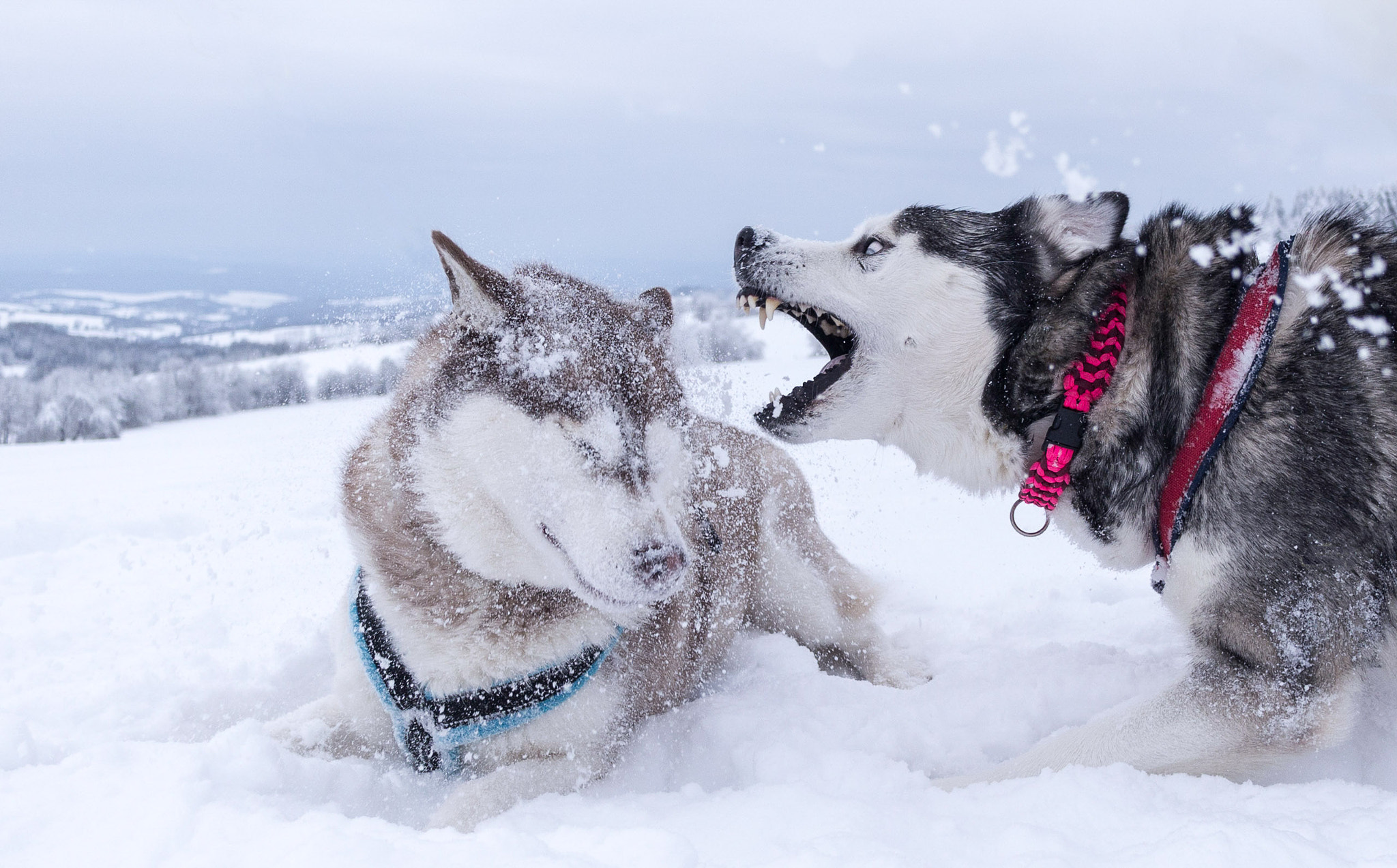 Panasonic Lumix G 14mm F2.5 ASPH sample photo. Eiskalter hauch photography