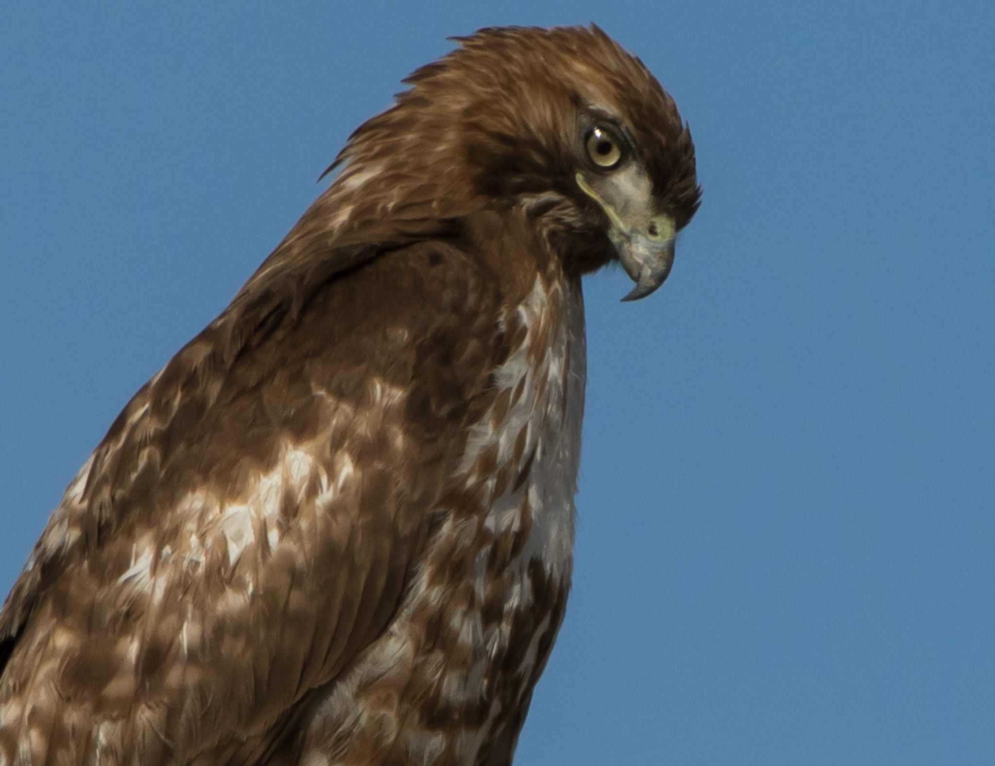 Canon EOS 7D Mark II sample photo. Red tailed hawk photography