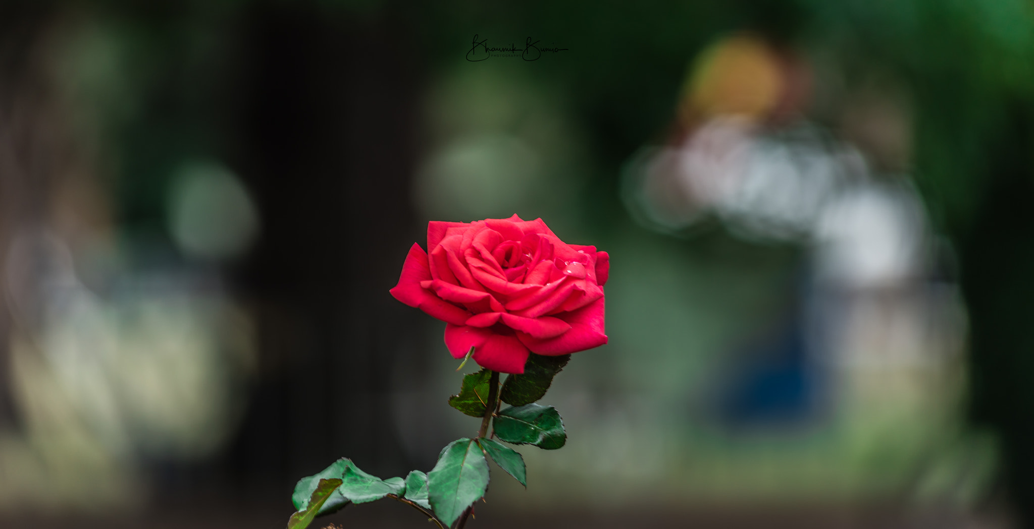 Nikon D810 sample photo. The enchanted rose photography