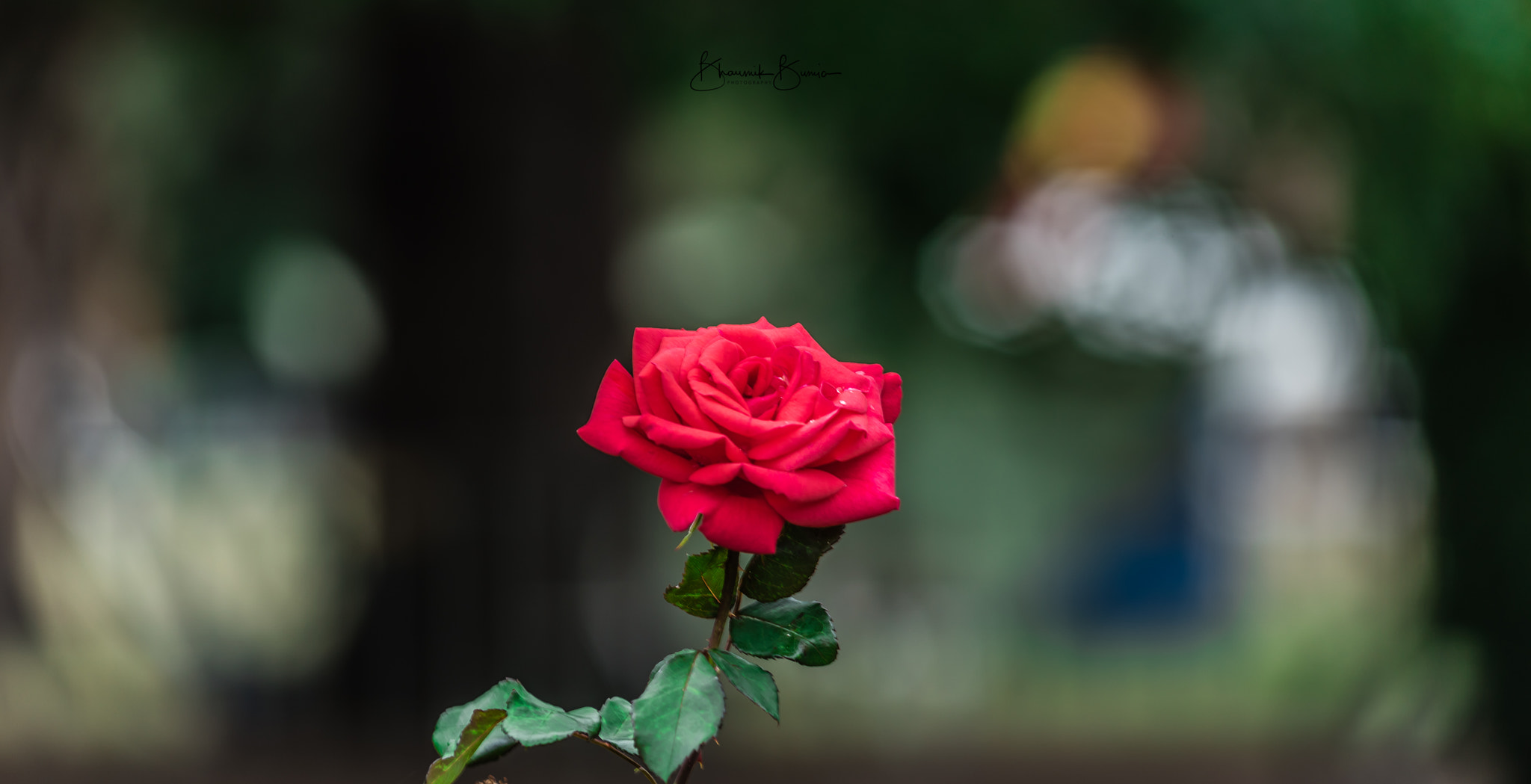 Nikon AF-Nikkor 80-200mm F2.8D ED sample photo. The enchanted rose photography
