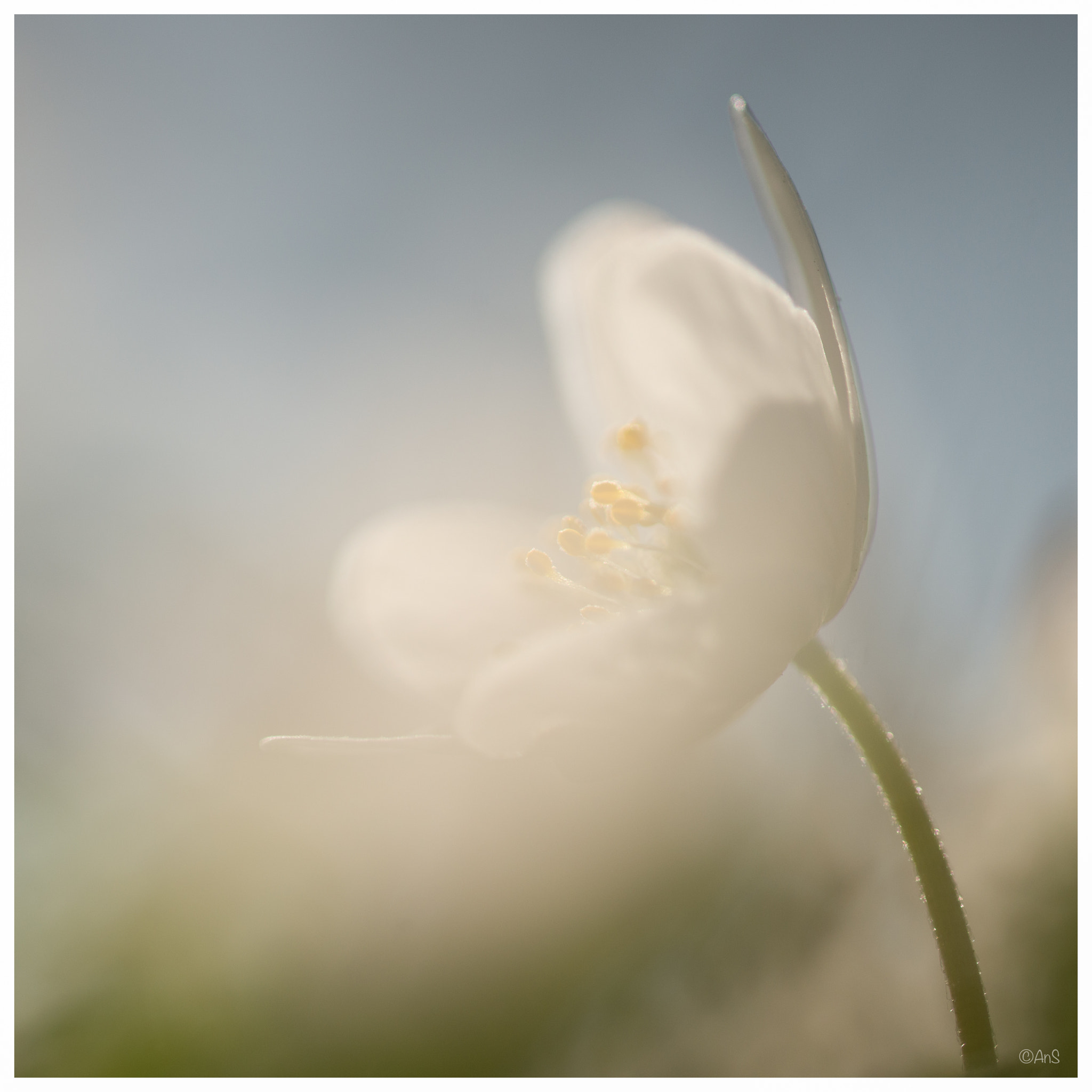 Sigma 105mm F2.8 EX DG OS HSM sample photo. Fragile spring photography