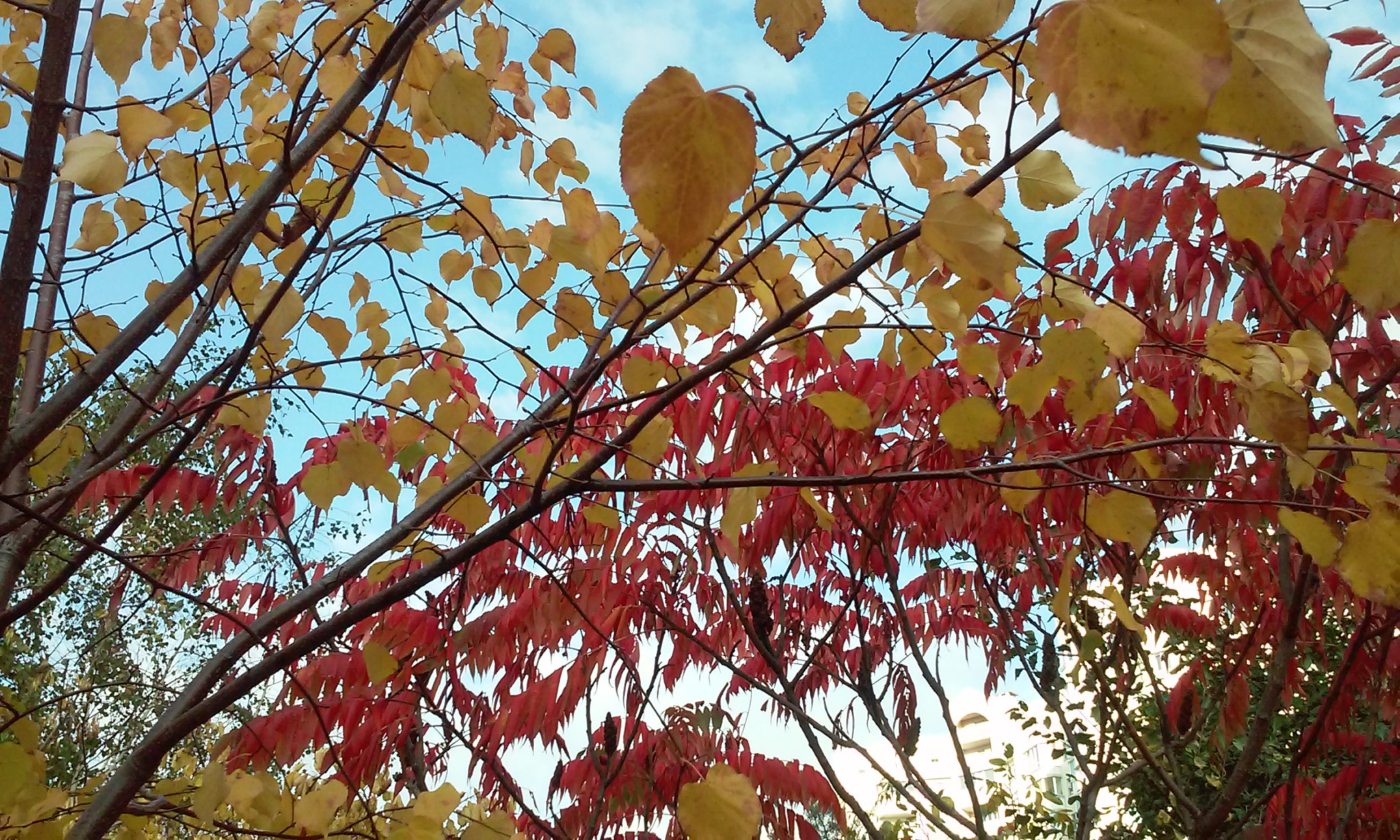 LG L80 DUAL sample photo. 20161007_161543.jpg photography