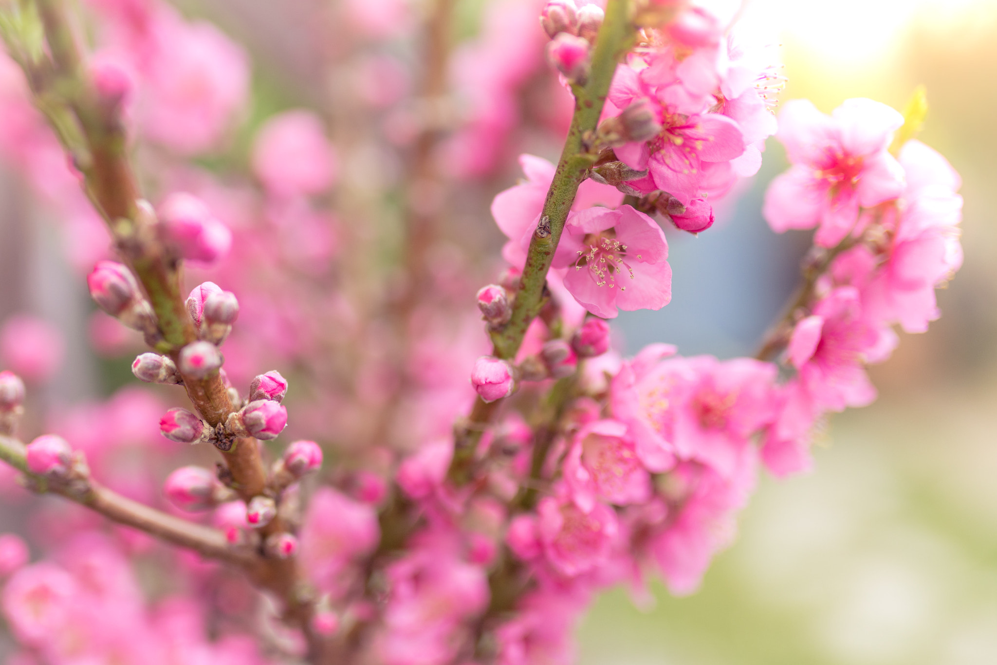 Sigma 35mm F1.4 DG HSM Art sample photo. Spring.  photography