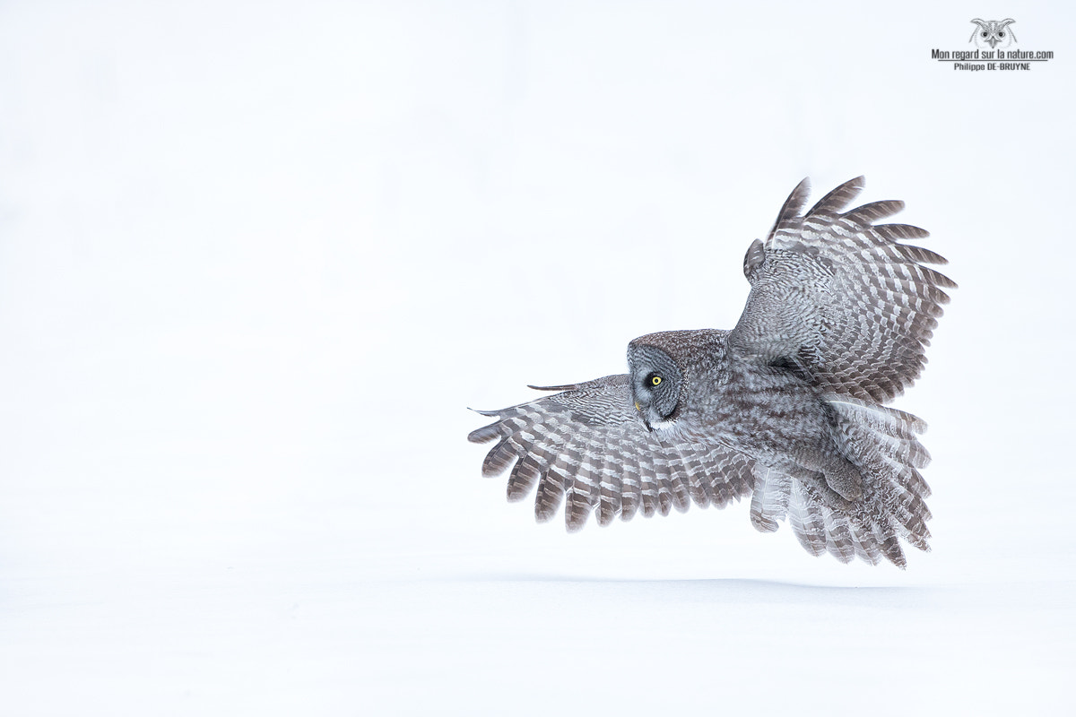 Canon EOS-1D X + Canon EF 500mm F4L IS USM sample photo. White day !! photography