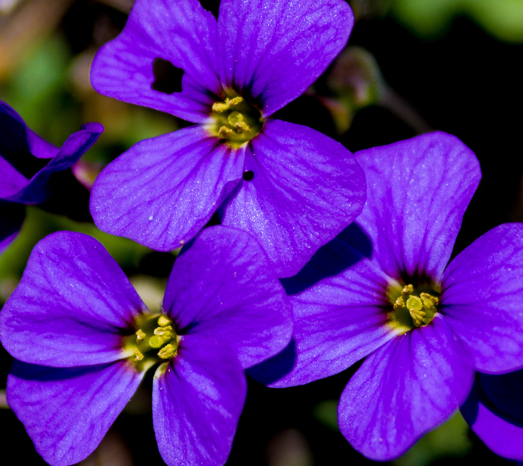 Pentax K-3 II sample photo. Viola photography