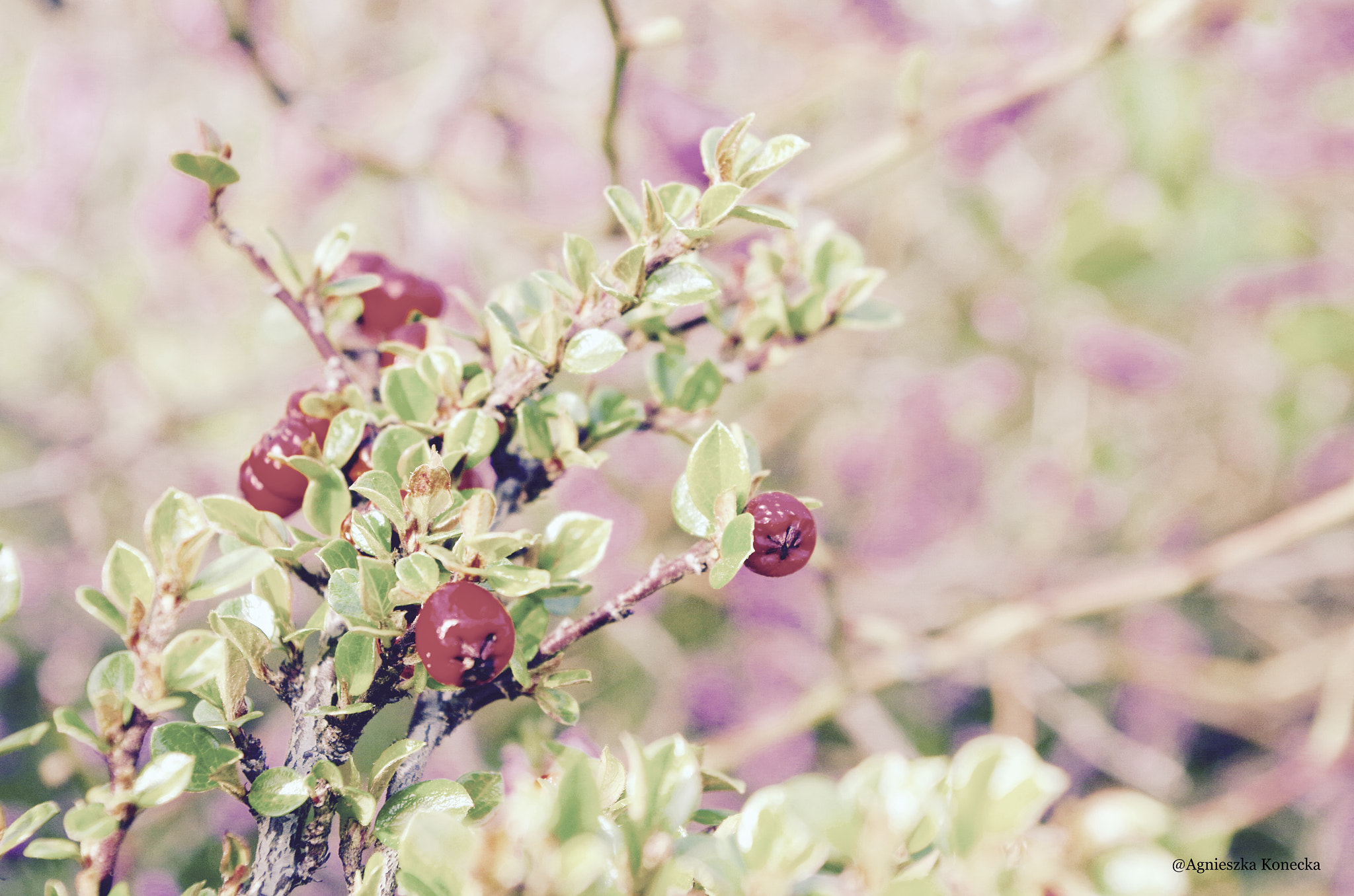 Pentax K-50 sample photo. Dots photography