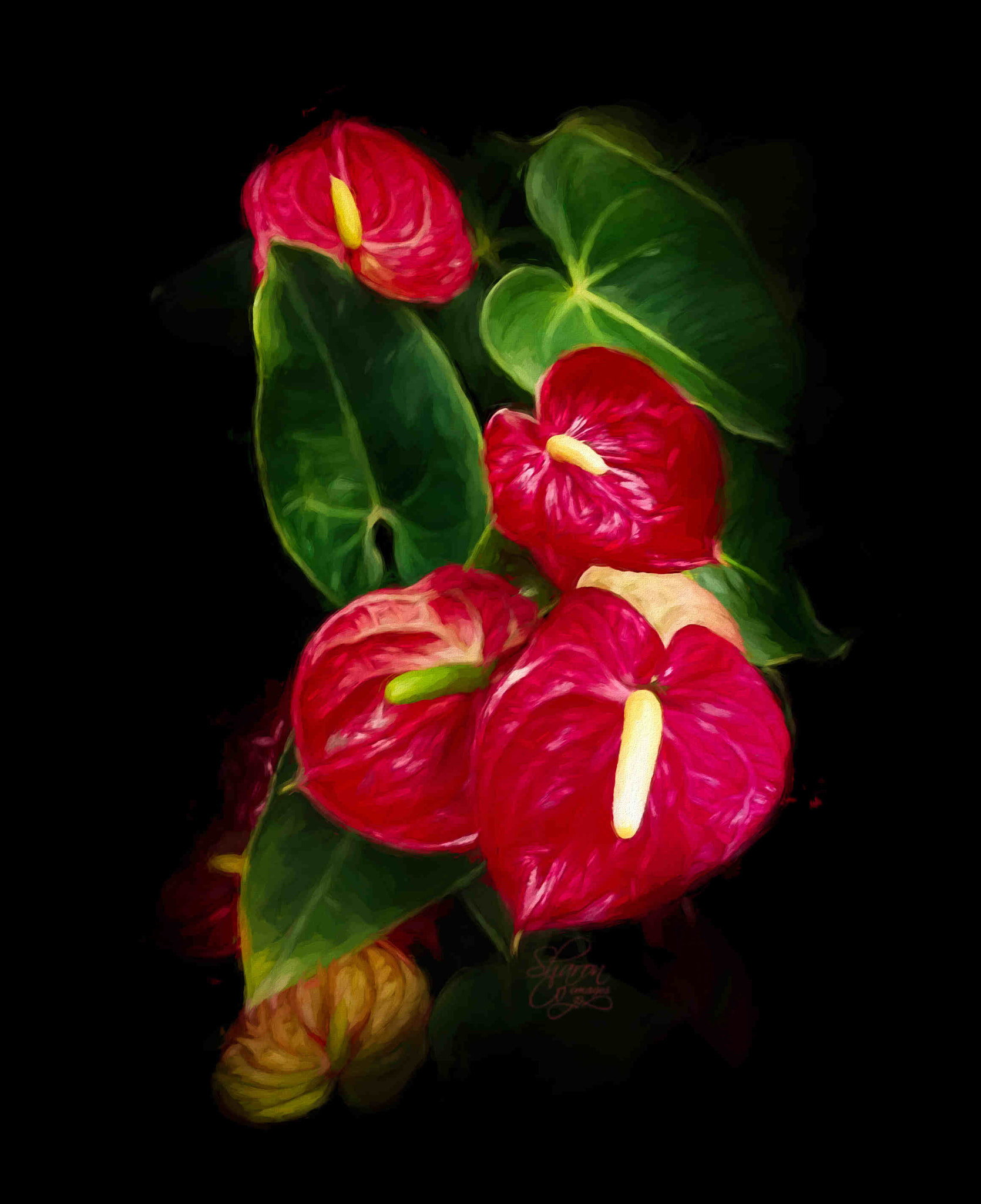 LG LEON 4G LTE sample photo. 'red queen' (anthurium) photography