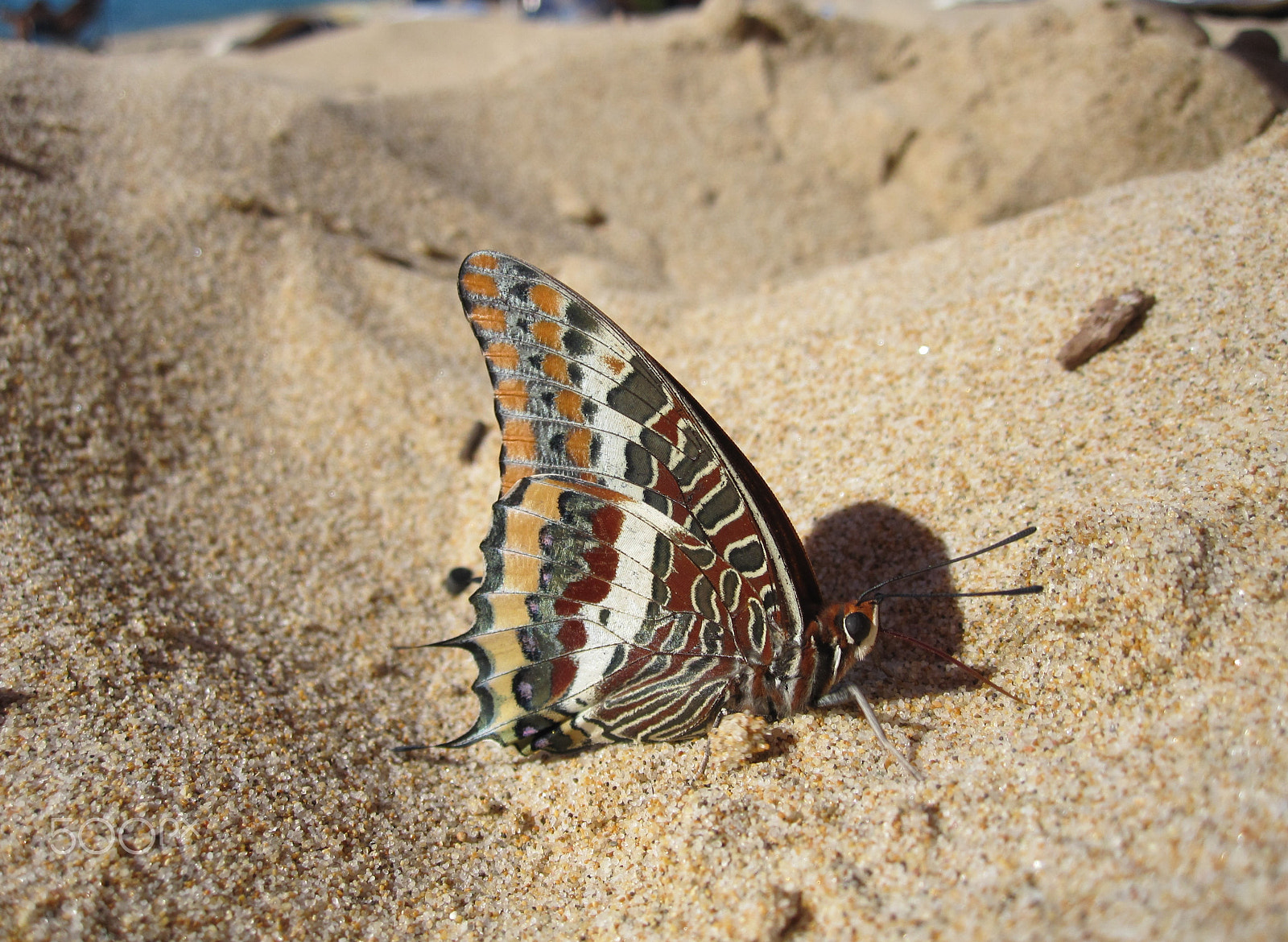 Canon PowerShot SD780 IS (Digital IXUS 100 IS / IXY Digital 210 IS) sample photo. Drinking in the sand photography