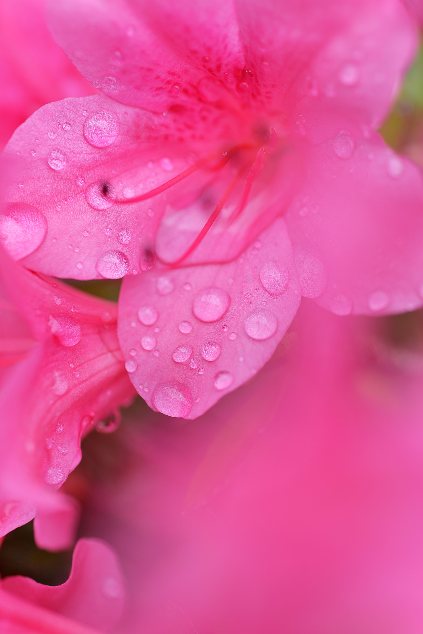 Sigma 105mm F2.8 EX DG OS HSM sample photo. Moisture photography