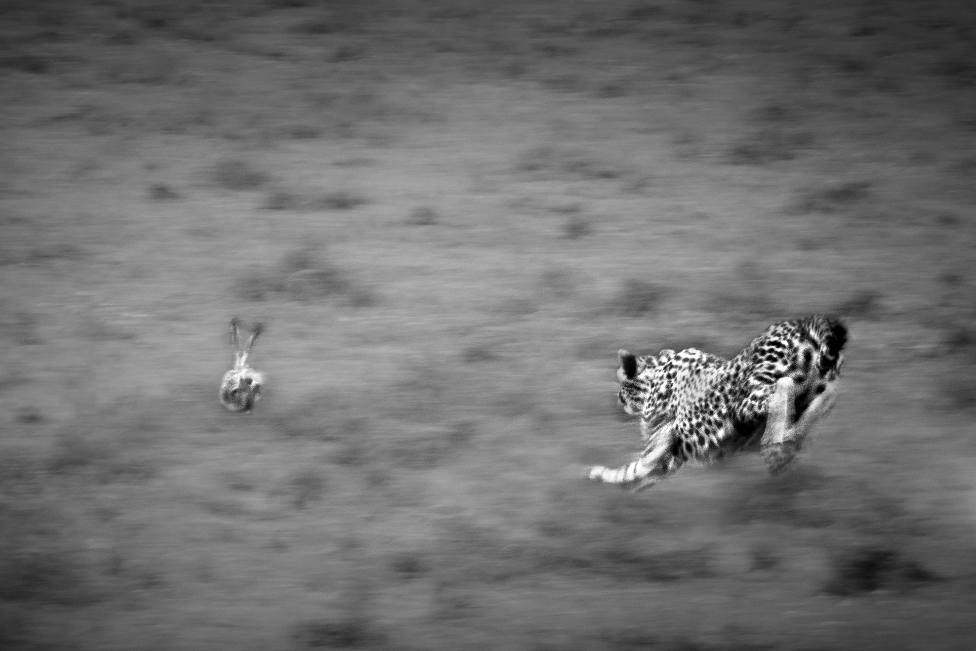 Nikon D500 sample photo. Rapid chase photography