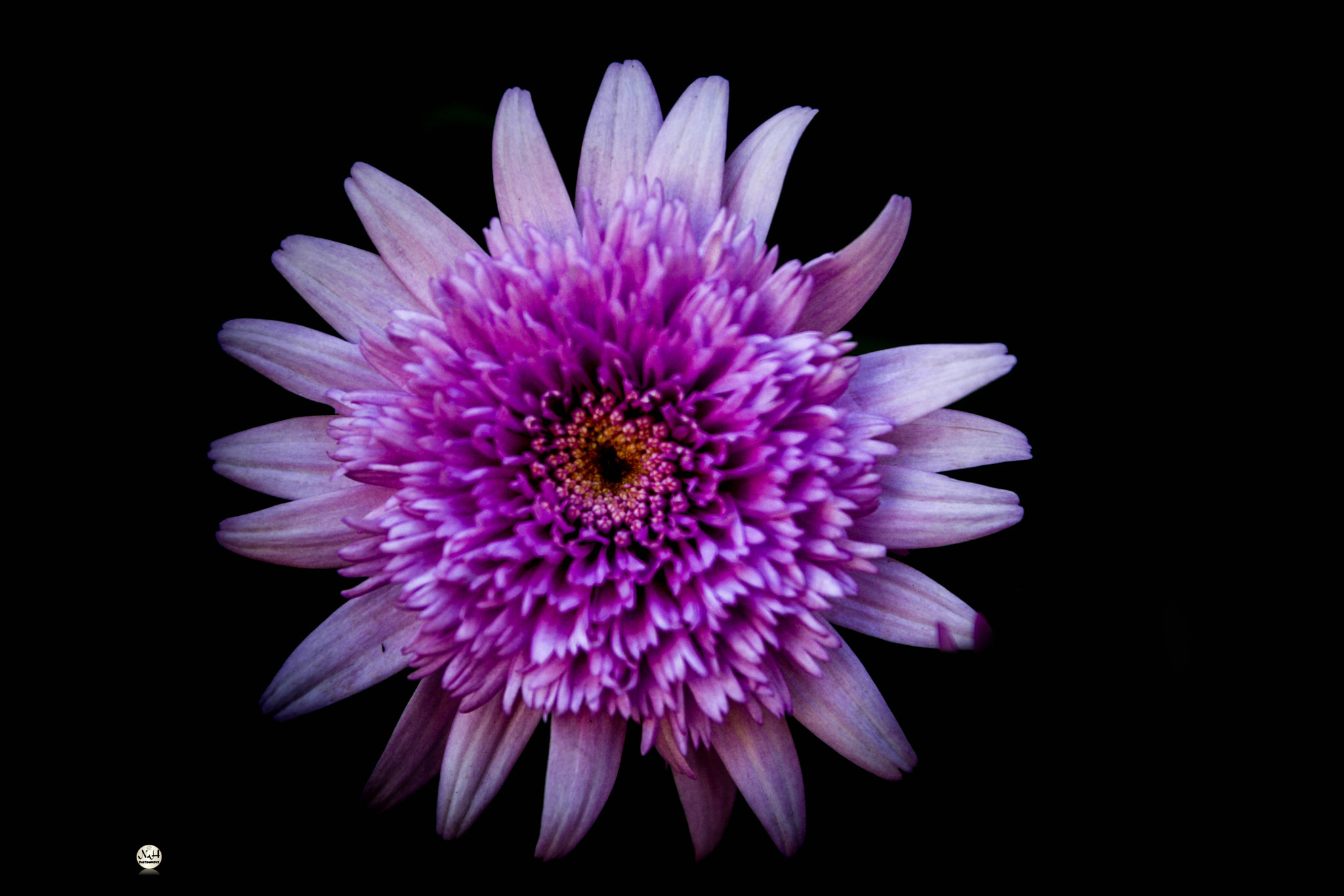 Sigma 17-70mm F2.8-4 DC Macro OS HSM sample photo. Vds photography