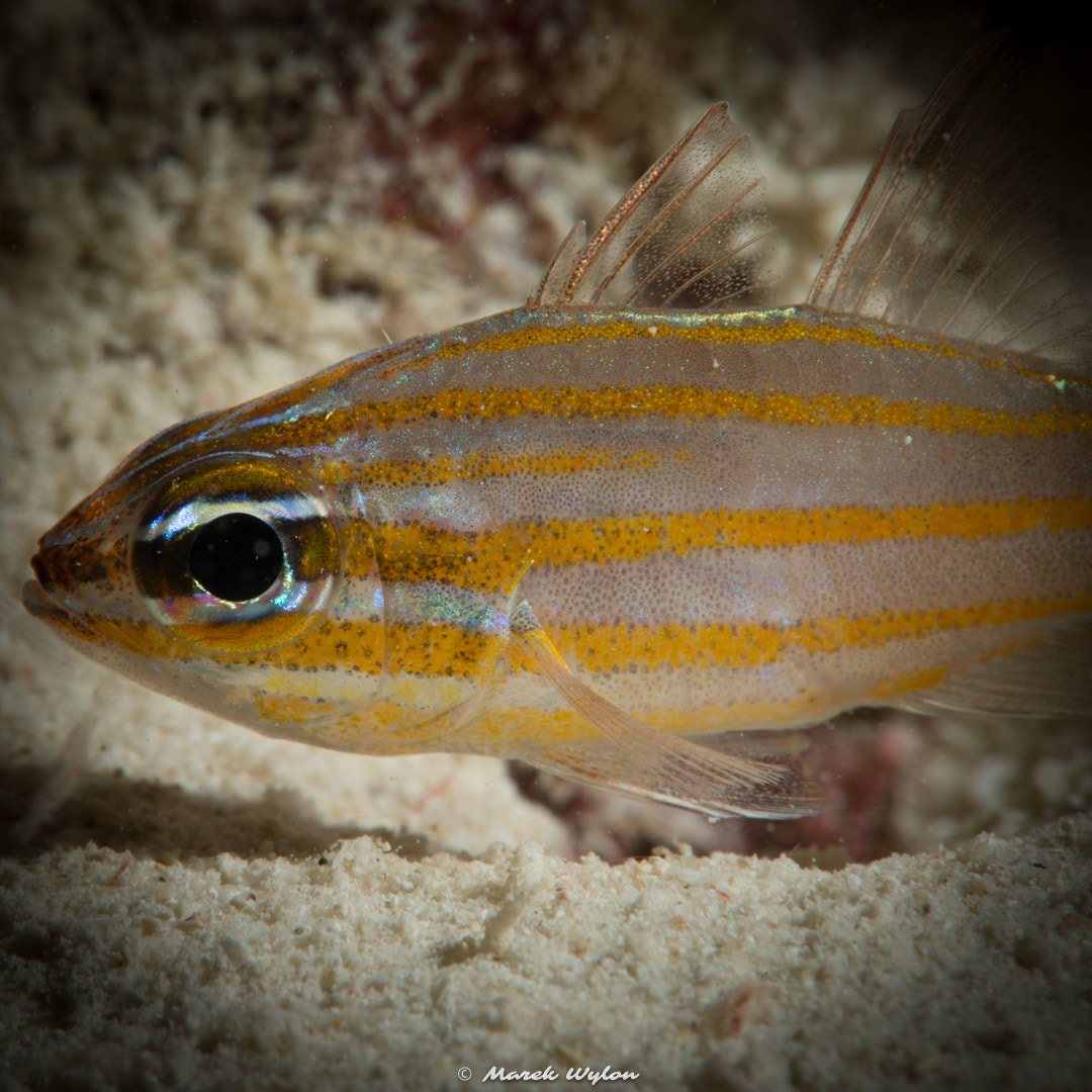 Nikon D800E sample photo. Orangespot cardinalfish | palau | 2015.05.03 photography