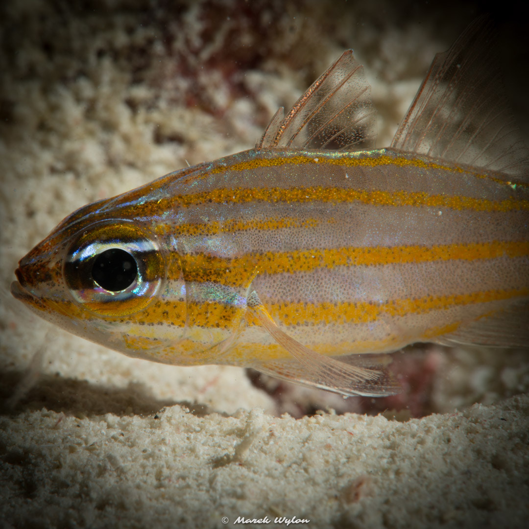 Nikon AF-S Micro-Nikkor 60mm F2.8G ED sample photo. Orangespot cardinalfish | palau | 2015.05.03 photography