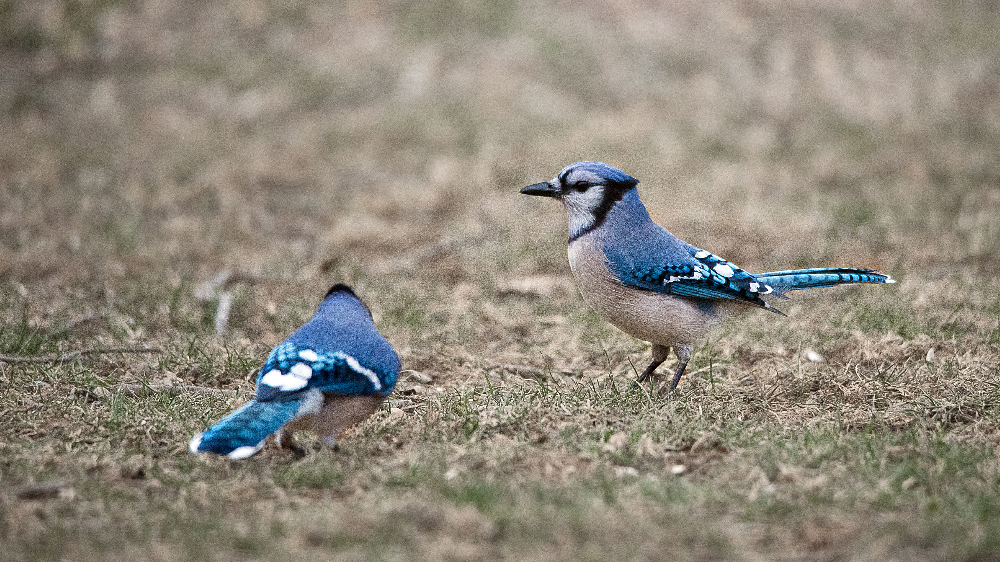 Nikon D750 + Sigma 50mm F2.8 EX DG Macro sample photo. Two blue jays photography