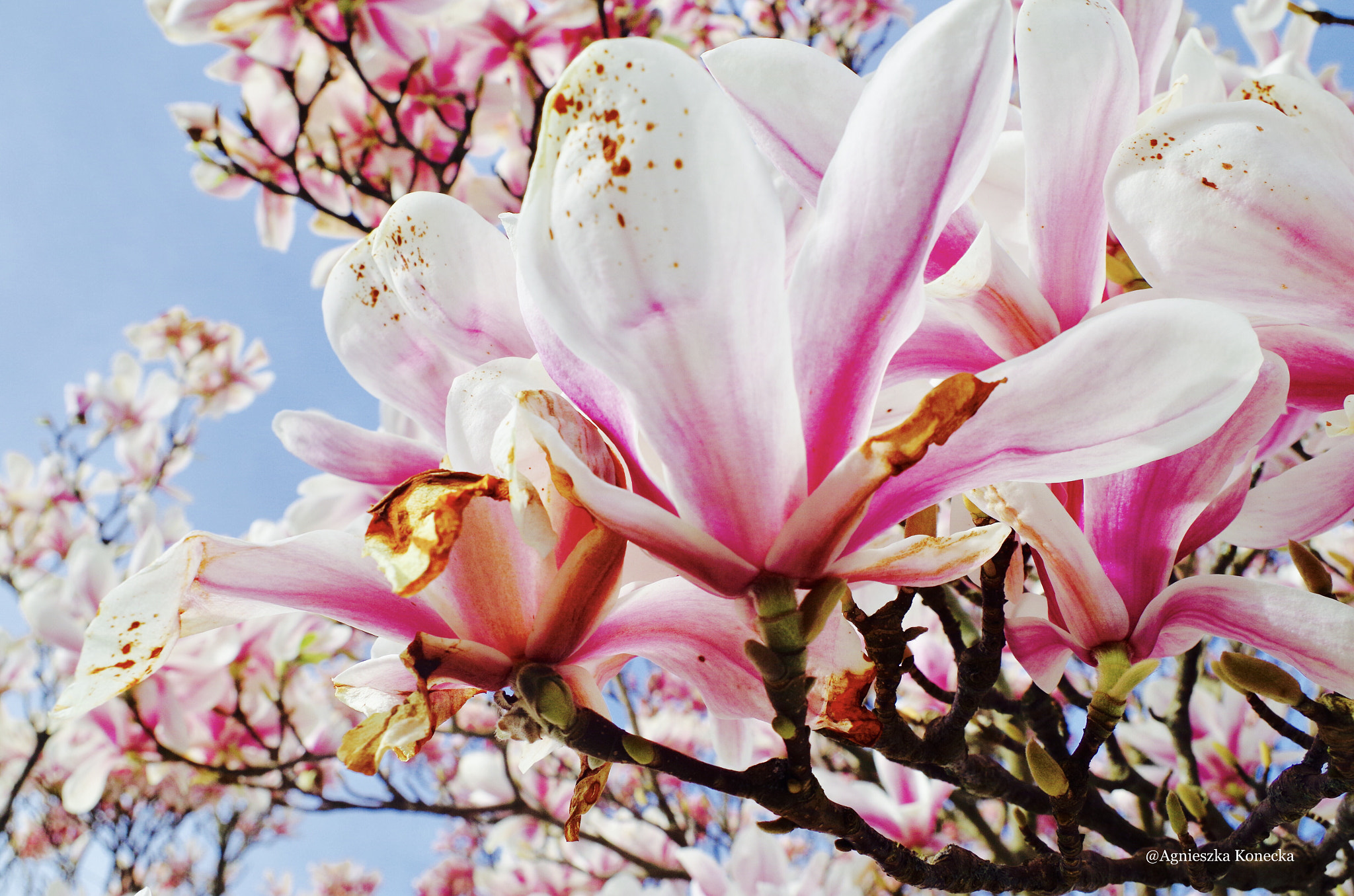 Pentax K-50 sample photo. Spring photography