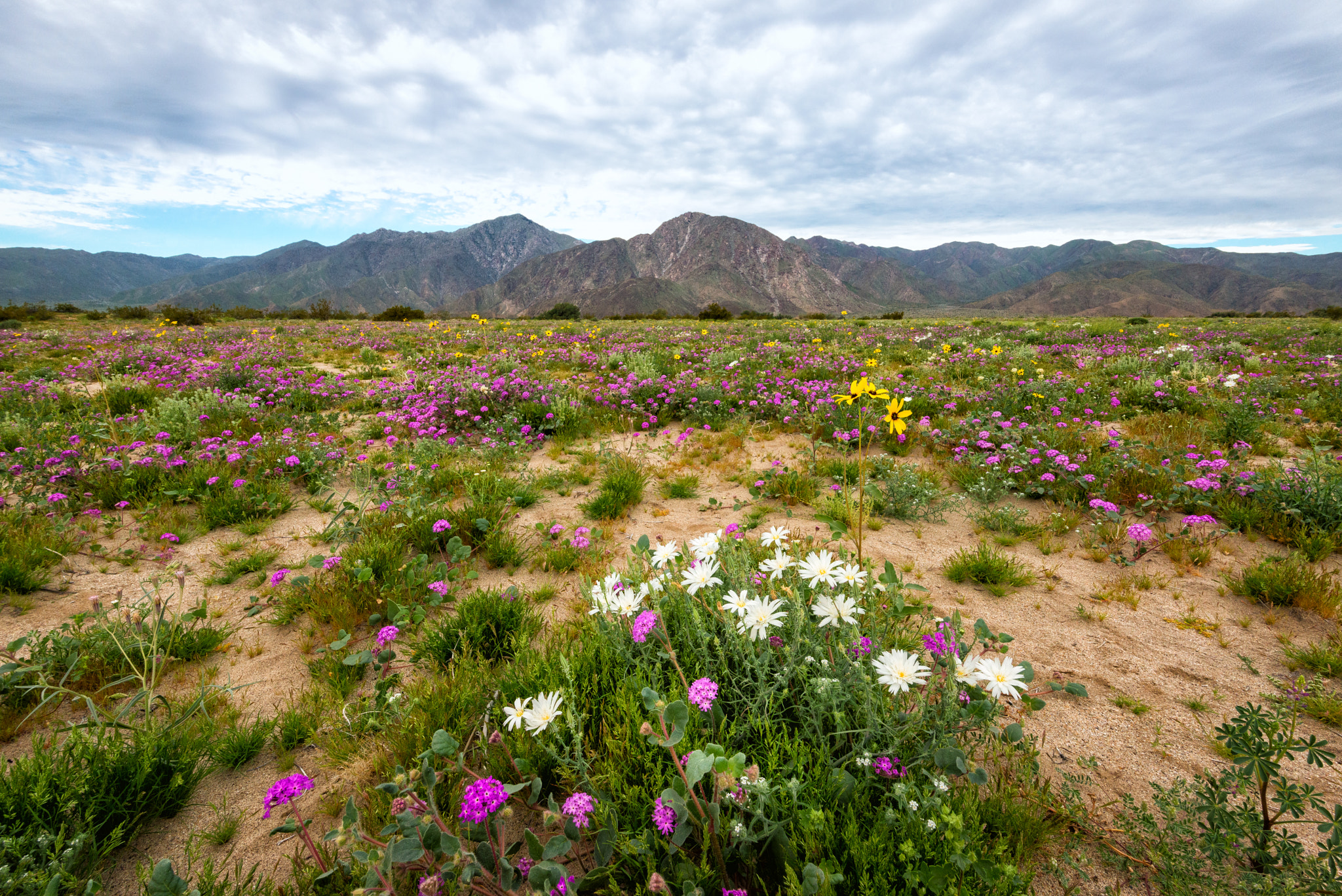 Nikon D800E sample photo. Anza borrego, desert flowers photography