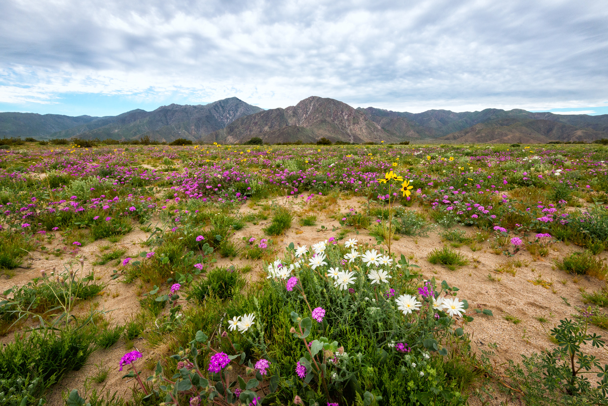 Nikon D800E + Nikon AF-S Nikkor 16-35mm F4G ED VR sample photo. Anza borrego, desert flowers photography