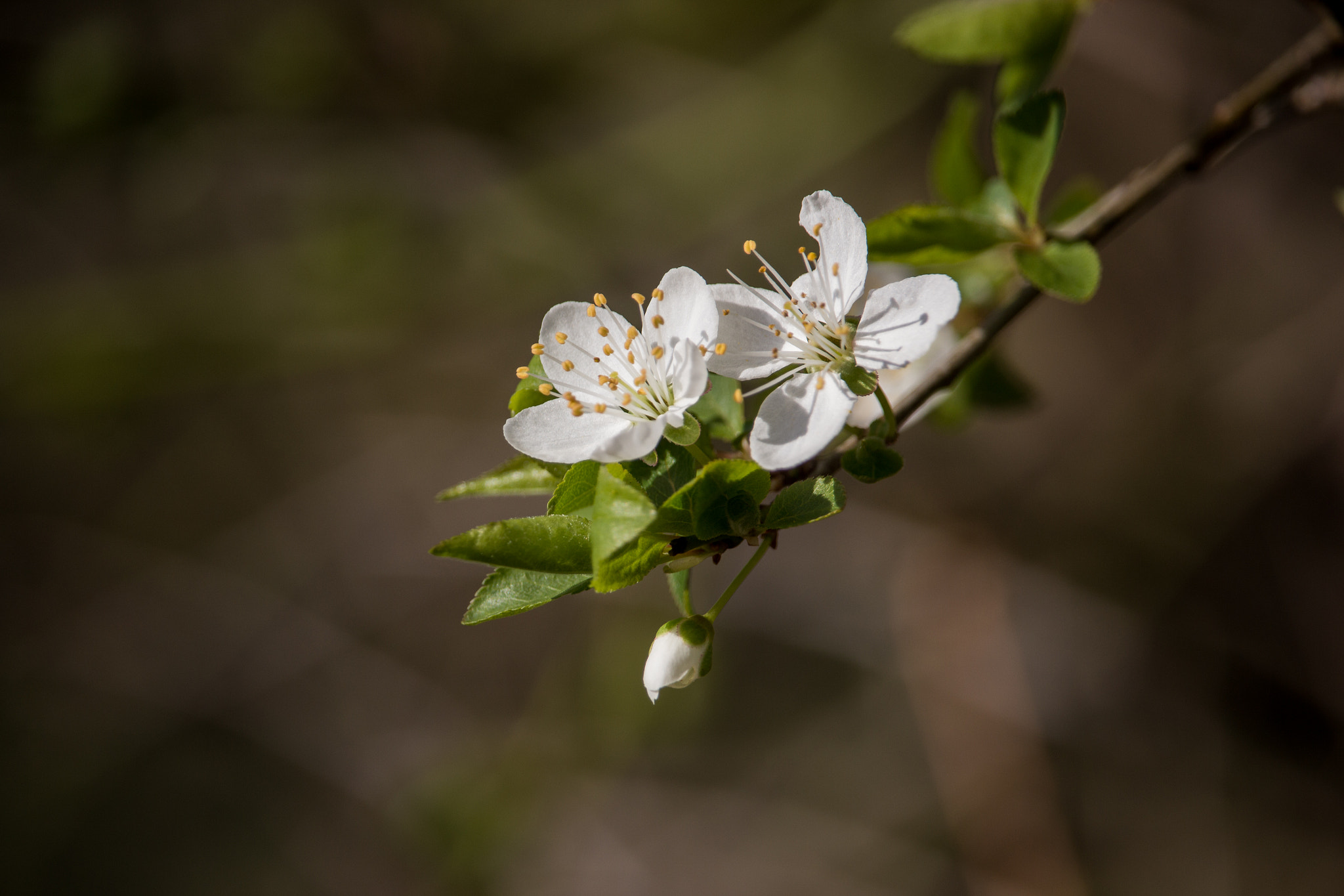 Canon EF-S 55-250mm F4-5.6 IS STM sample photo. Blossom photography