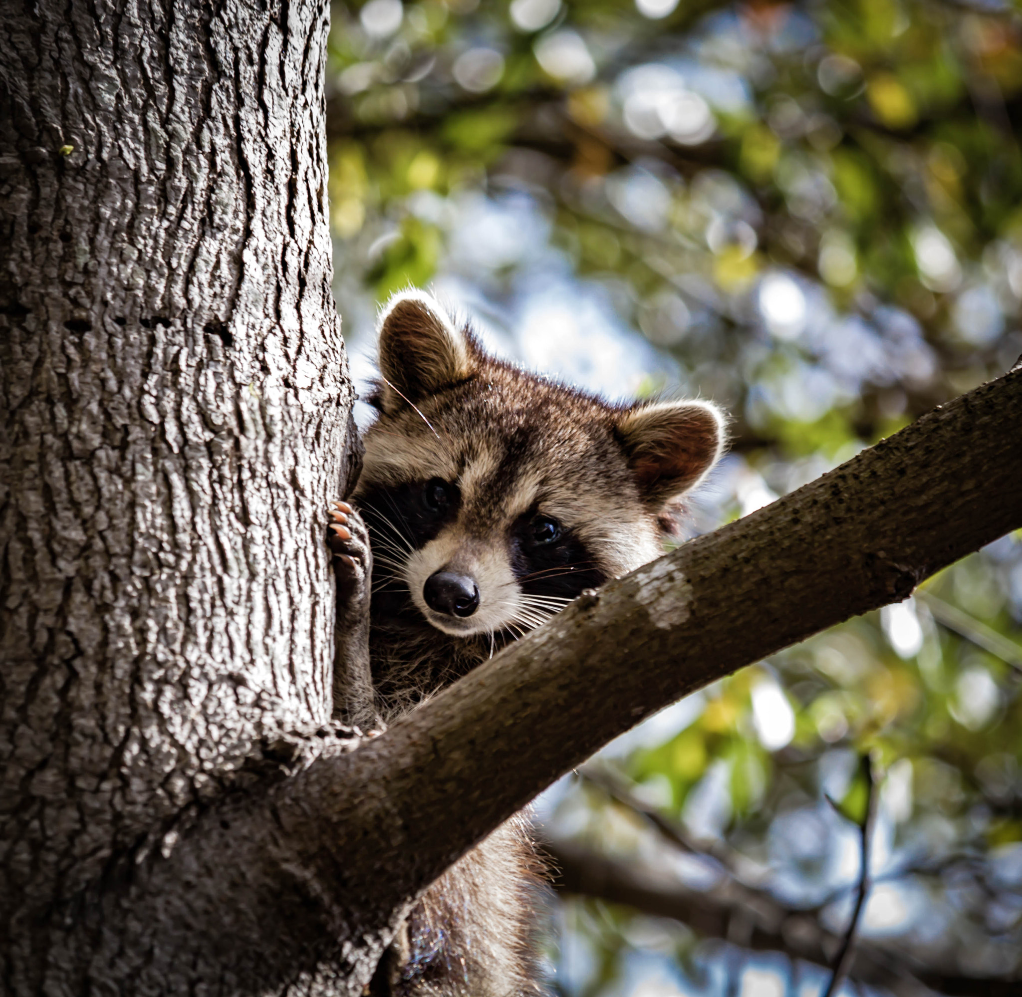 Canon EF-S 55-250mm F4-5.6 IS STM sample photo. Raccoon i photography