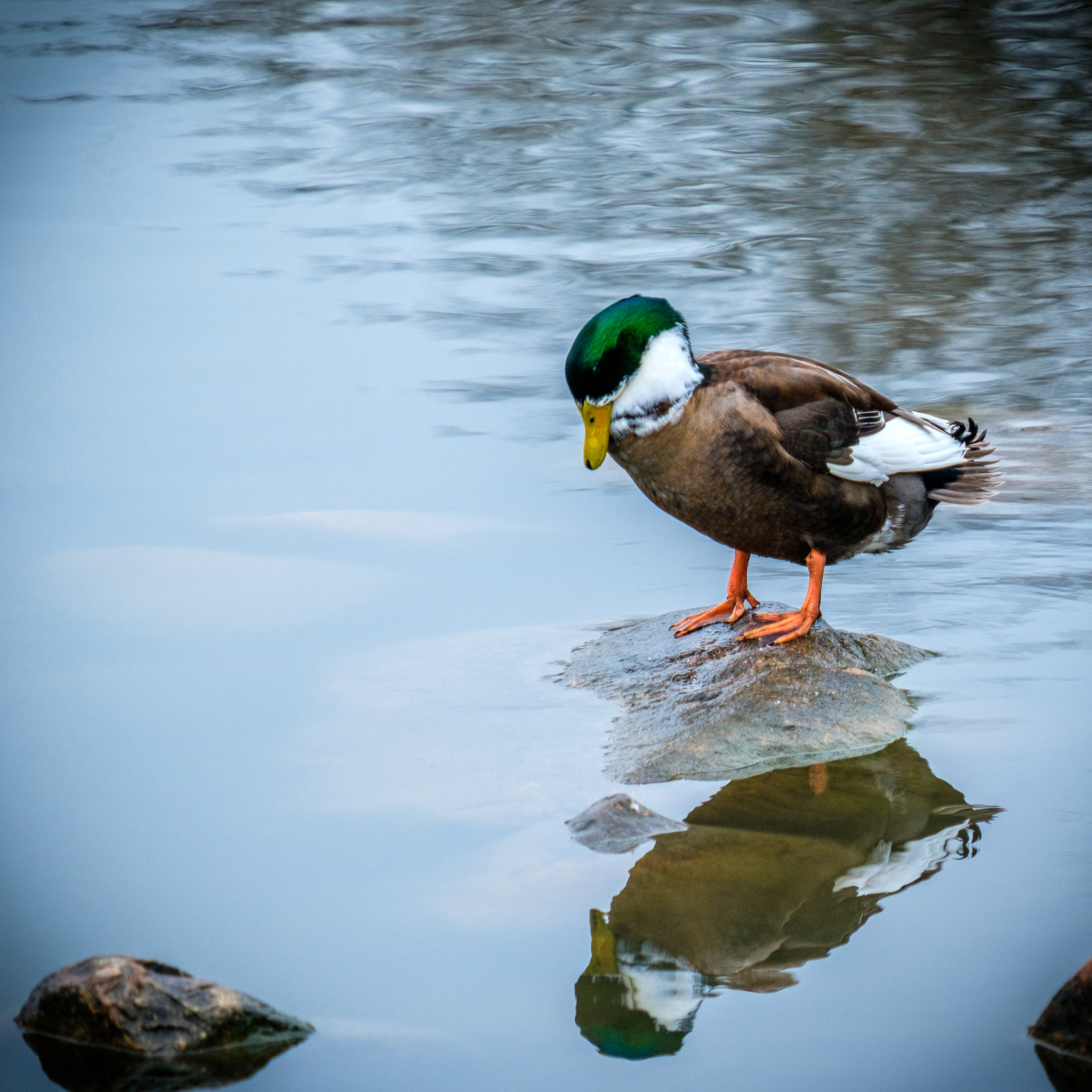 Fujifilm X-Pro2 + Fujifilm XF 55-200mm F3.5-4.8 R LM OIS sample photo. Self-reflection photography