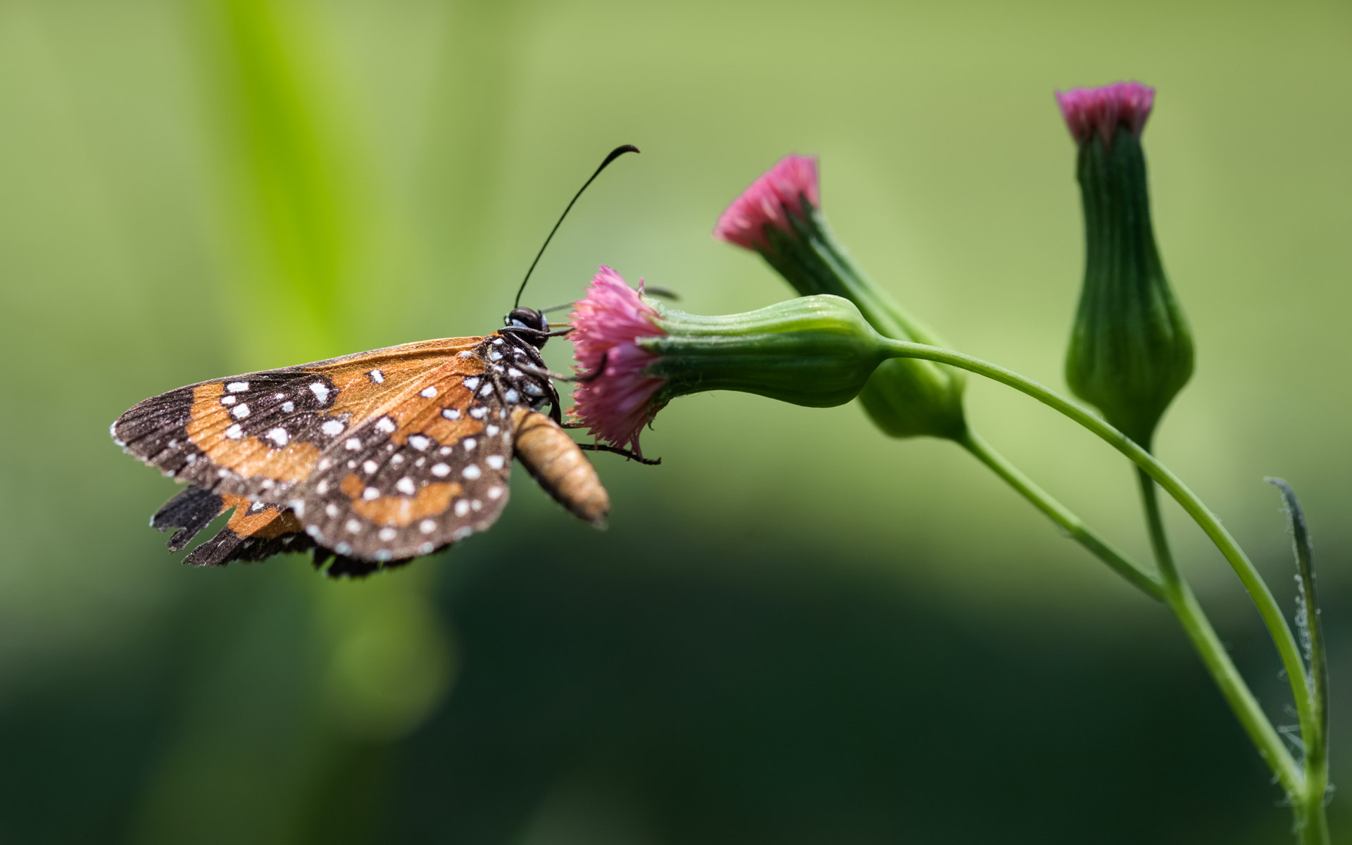 Fujifilm XF 60mm F2.4 R Macro sample photo. At the garden.jpg photography
