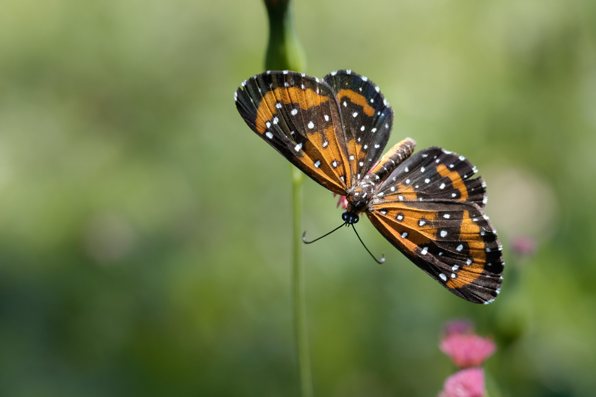 Fujifilm X-E2 + Fujifilm XF 60mm F2.4 R Macro sample photo. Butterfly.jpg photography